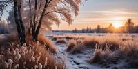 Зимний пейзаж с заснеженным полем, деревьями, покрытыми инеем, и теплым светом солнца на рассвете или закате.