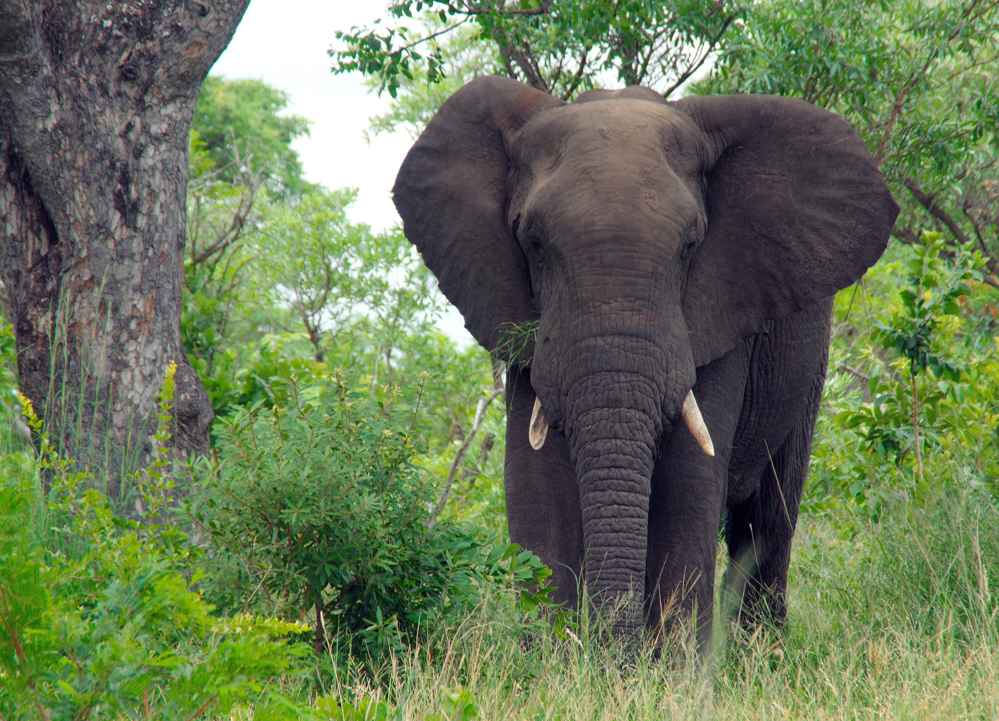 一头非洲大象在树旁吃草