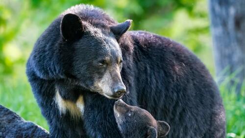Бесплатное фото Семья медведей