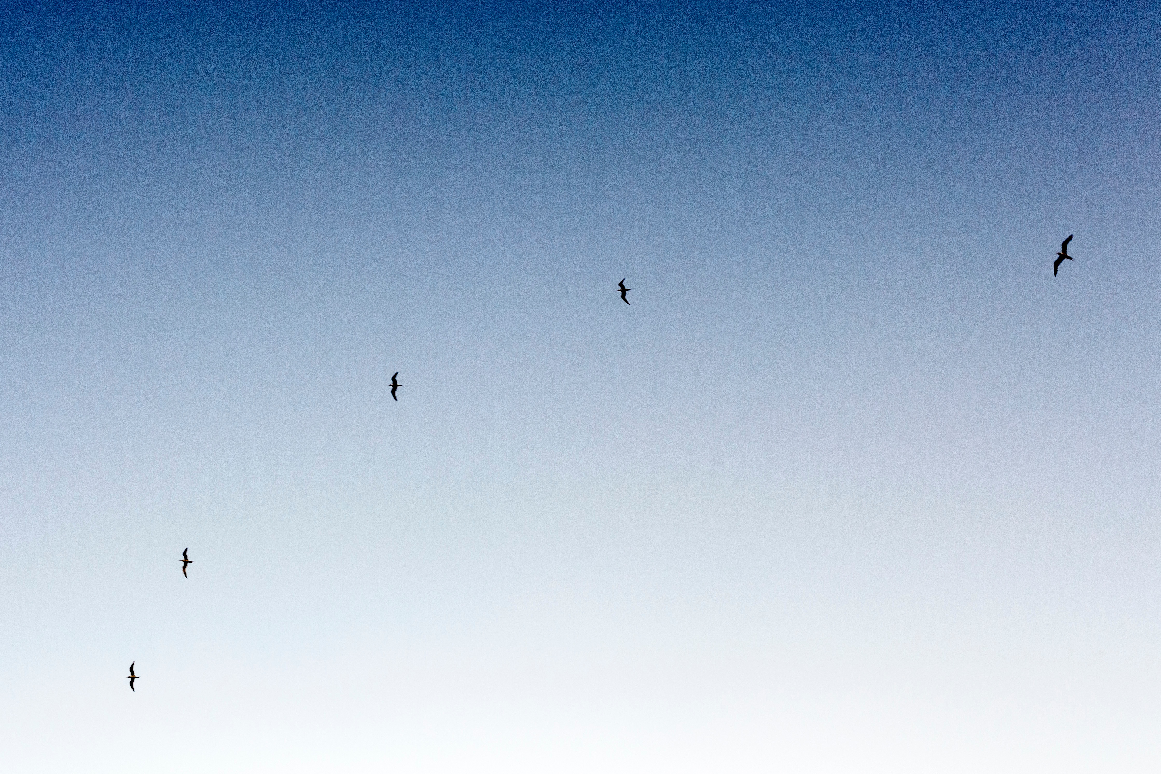 Free photo Seagulls flying against a clear blue sky