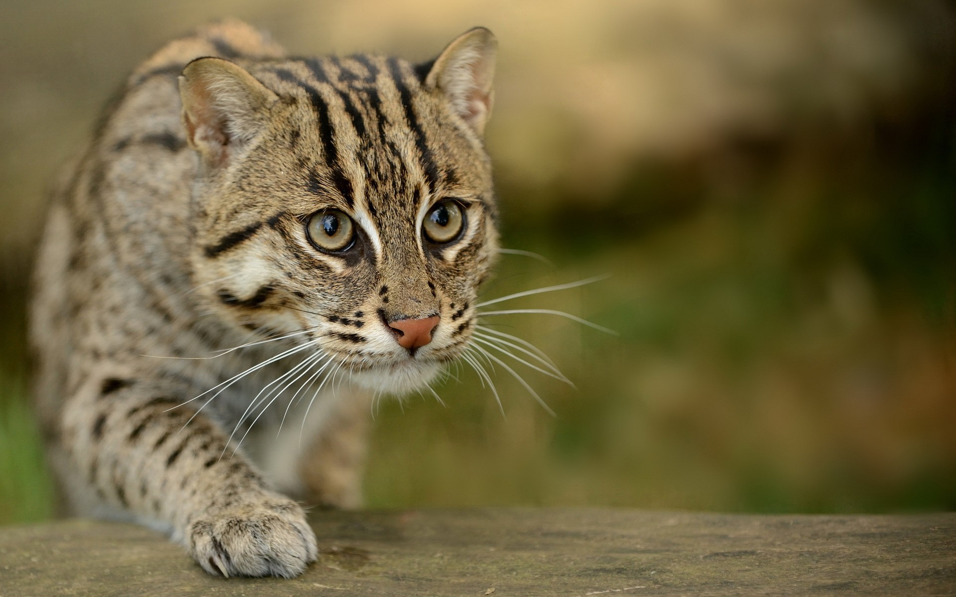 Free photo A predatory ocelot sneaks up on its prey.