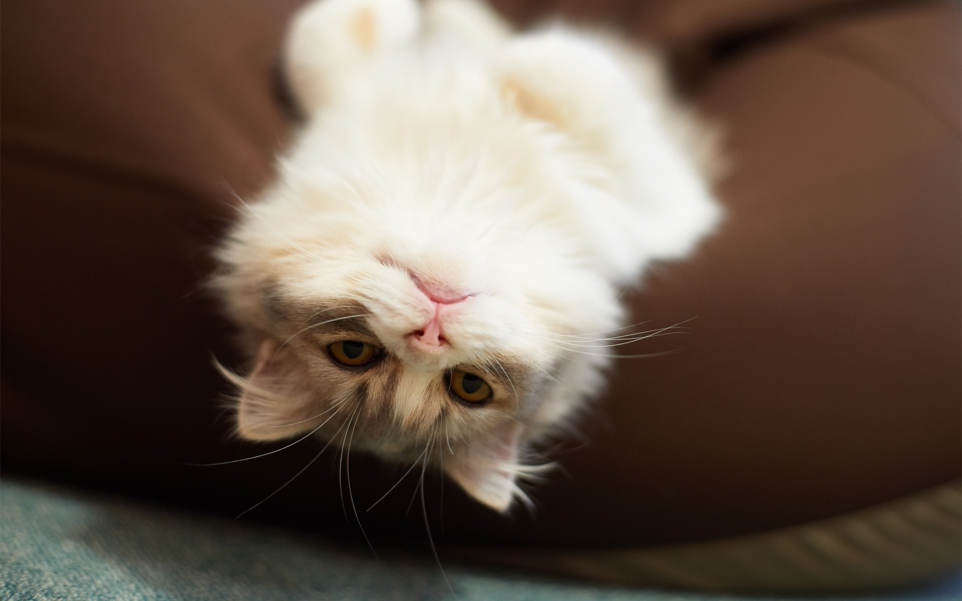 Free photo A fluffy kitty lying on her back.