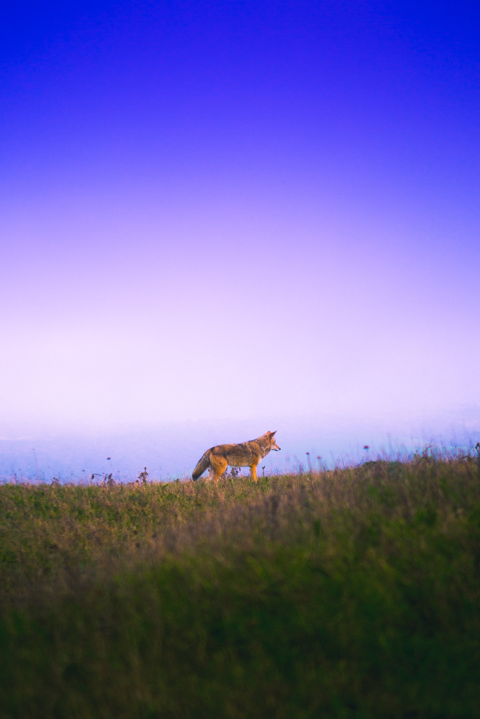 Wallpapers fox grass sky on the desktop