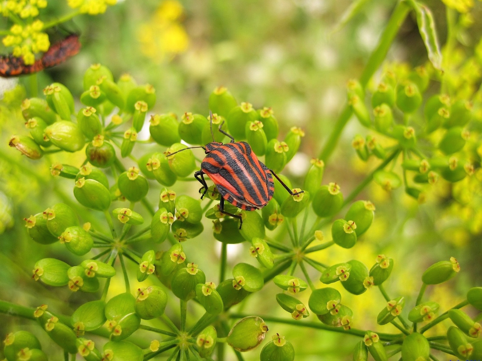 The shield is lined with dill