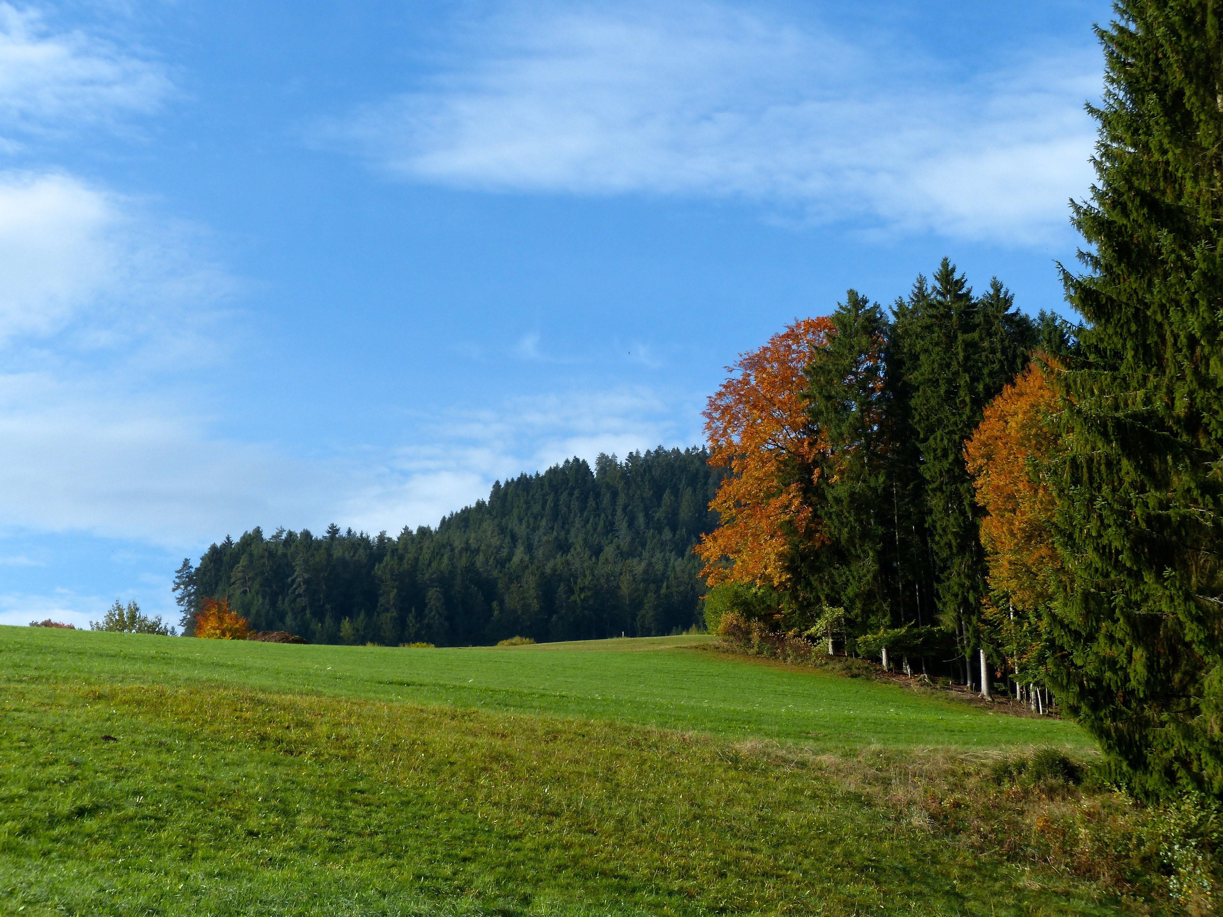 Free photo Summer glade on the edge of the forest