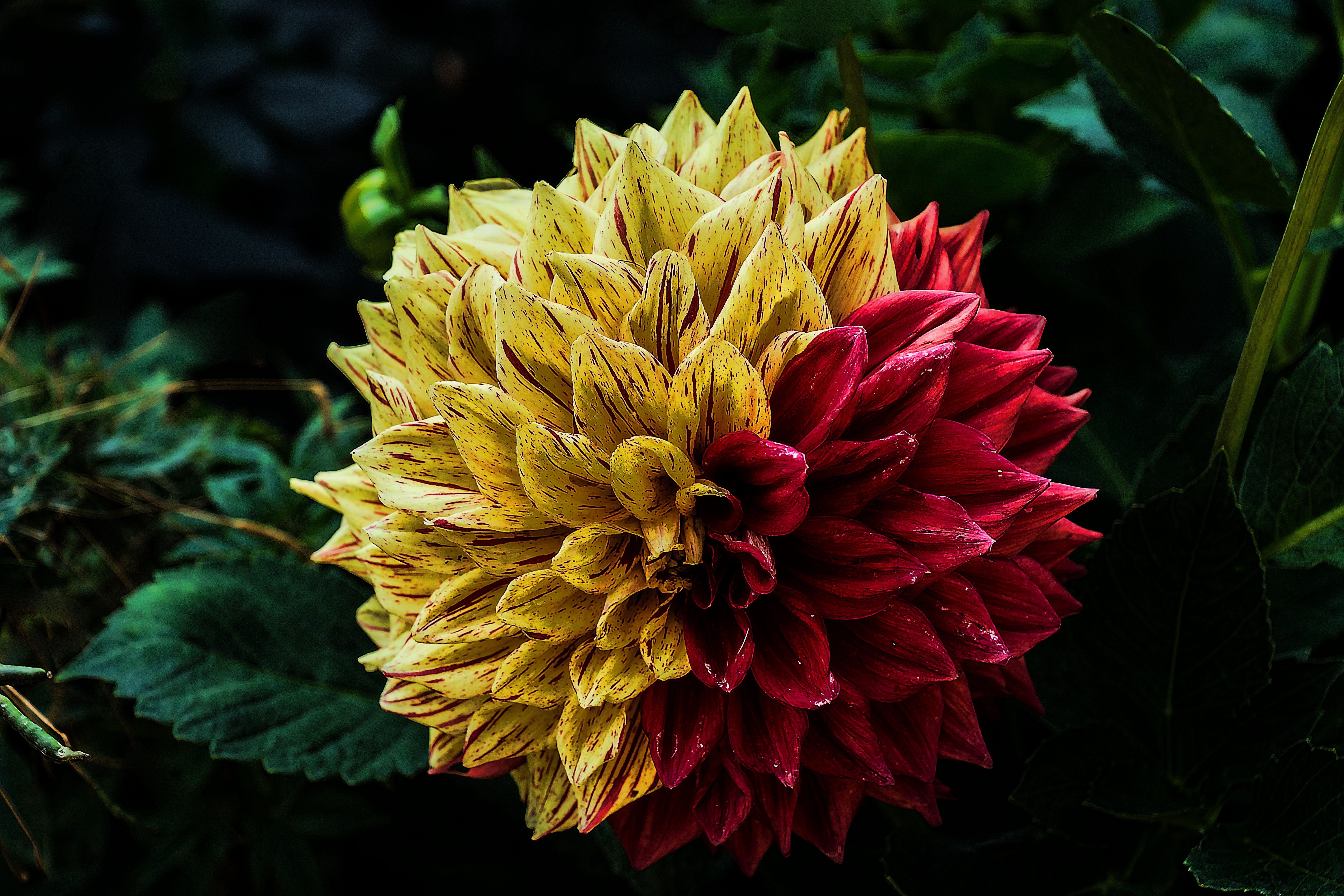 Wallpapers nature flower plant on the desktop