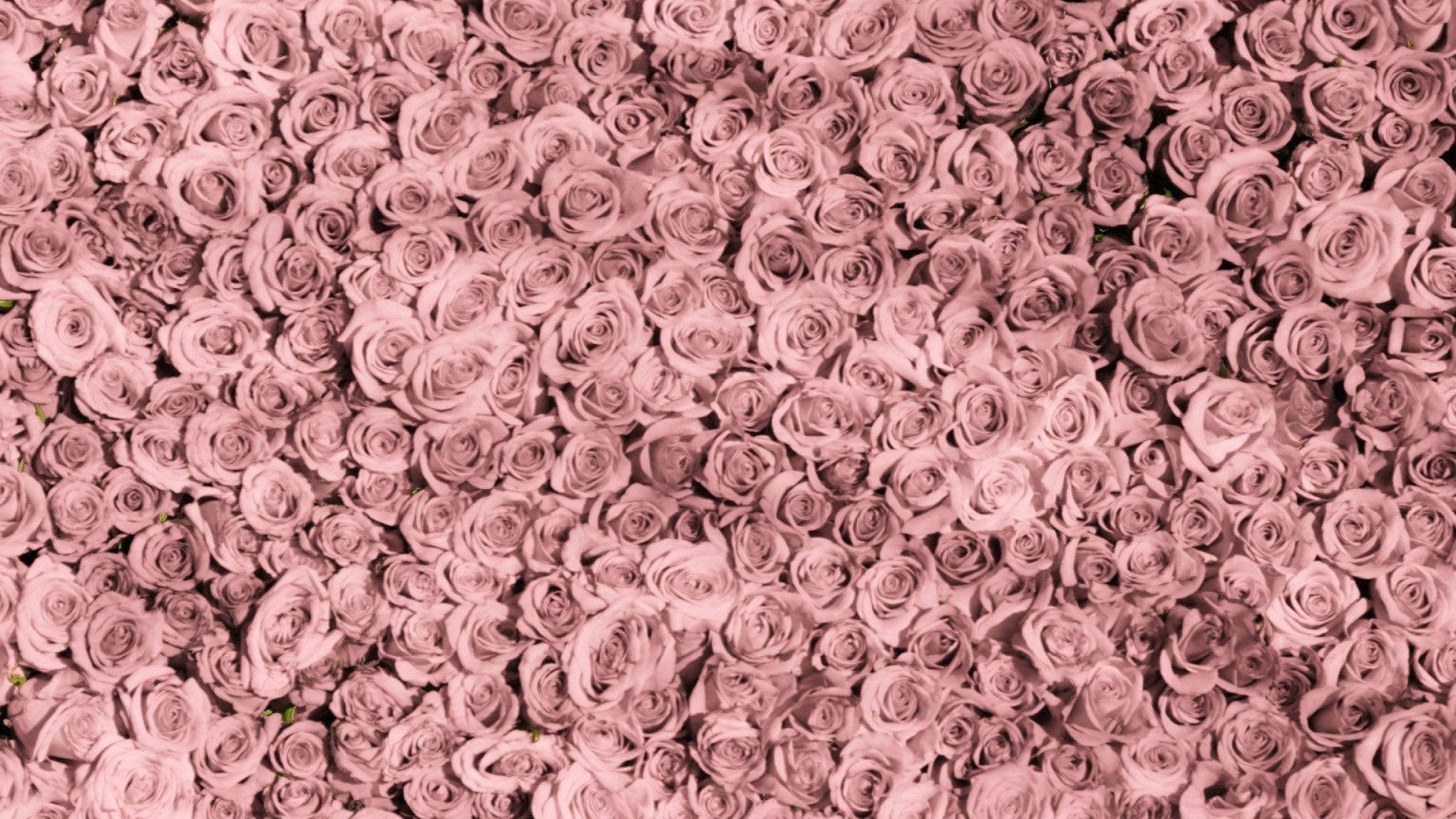 桌面上的壁纸玫瑰 粉红色 很多