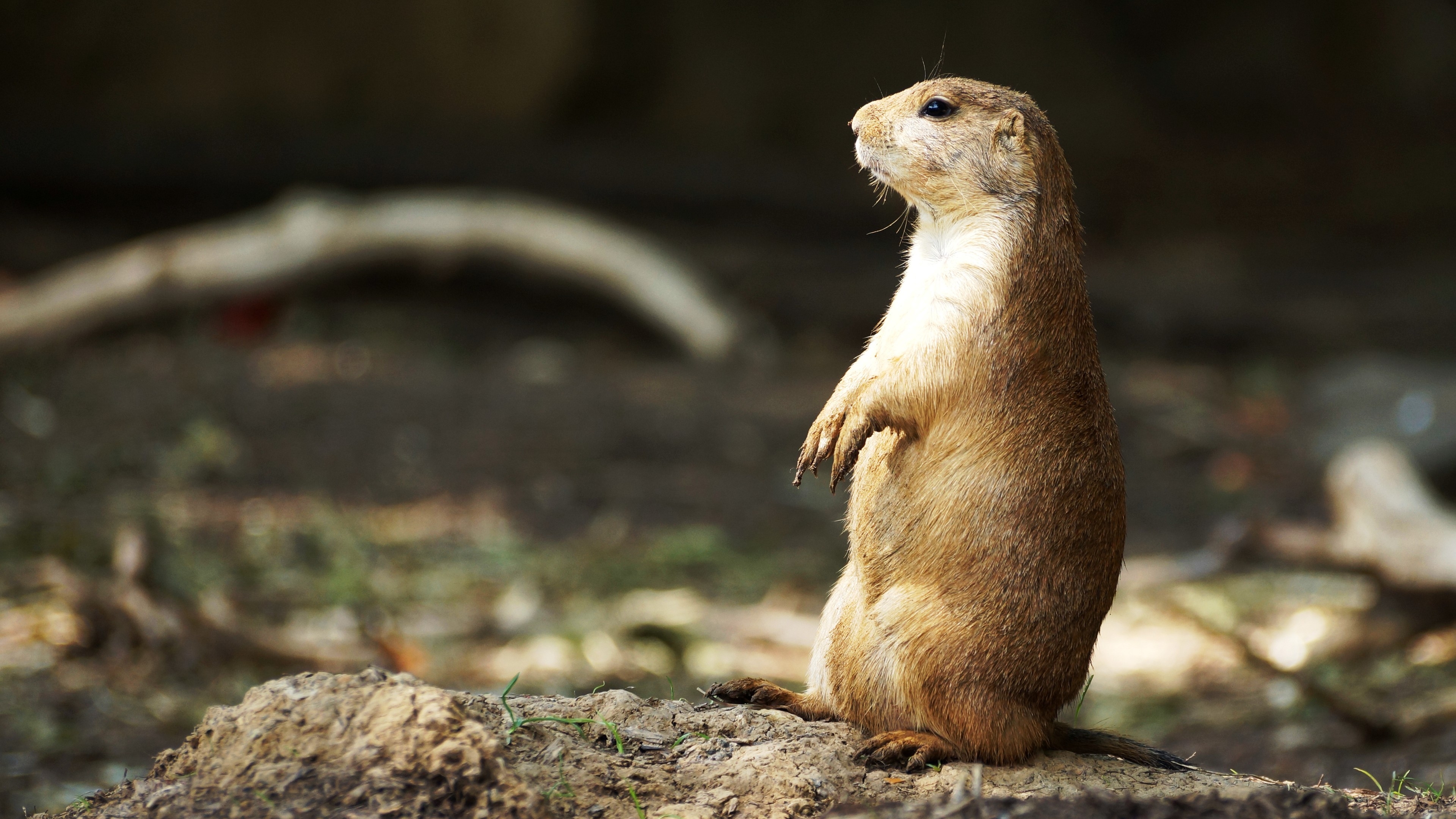 Wallpapers standing profile view wallpaper prairie dog on the desktop