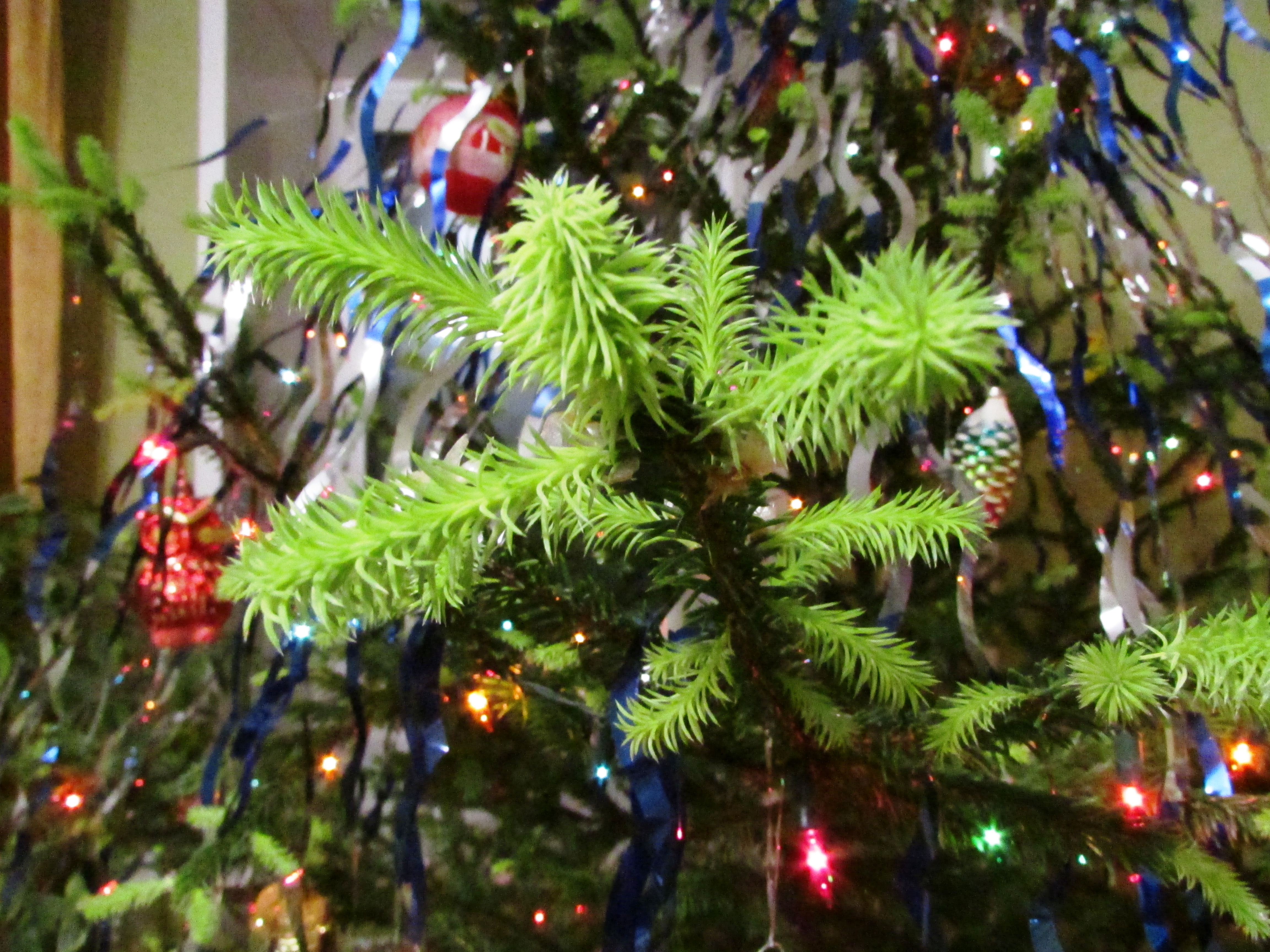 Бесплатное фото Макро & новогодняя ёлка проросла