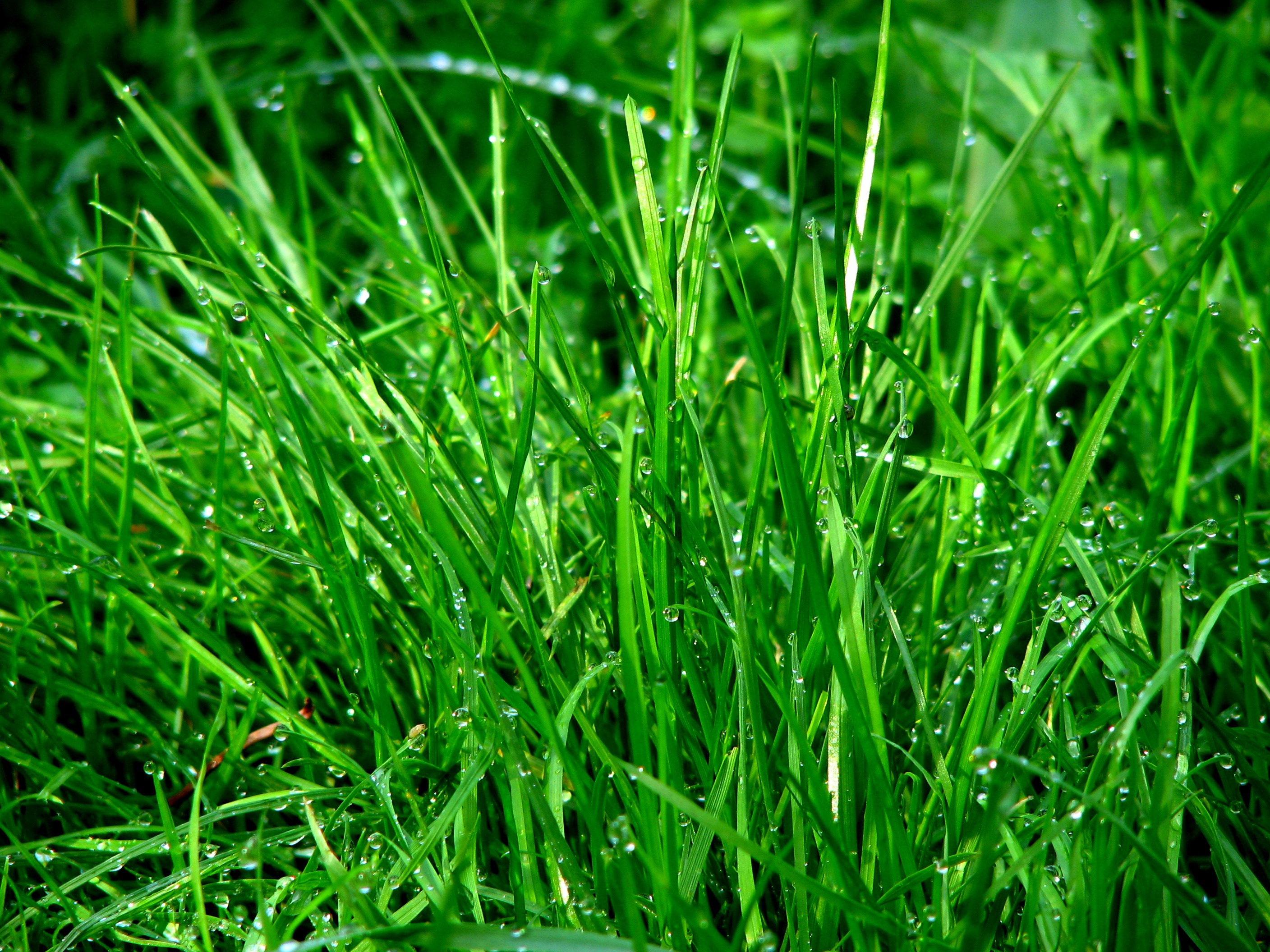 Free photo Green grass with water drops