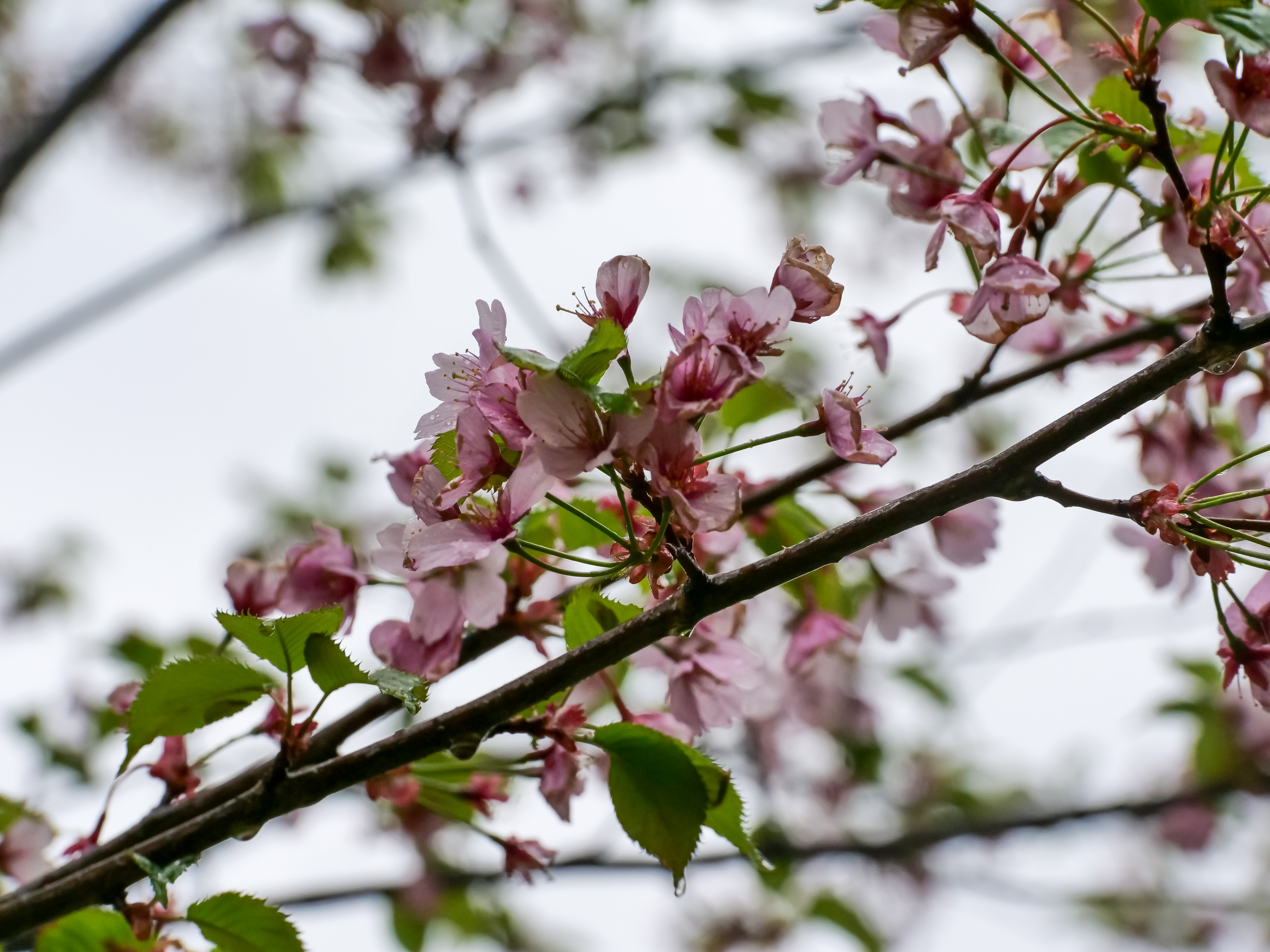 Free photo Pink petals on a cherry tree branch