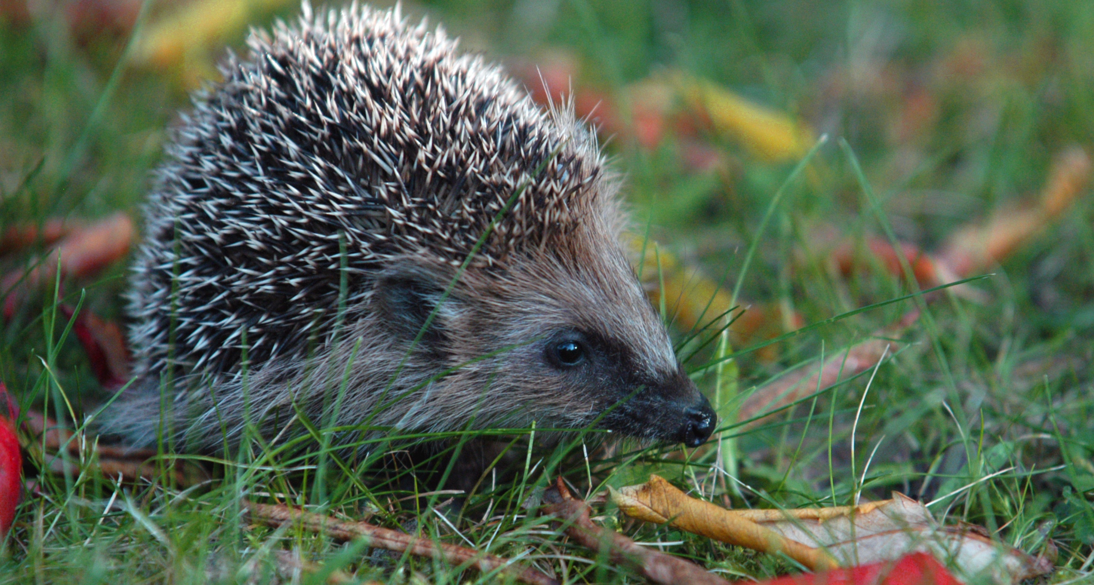 A hedgehog crawls through the grass with fall leaves