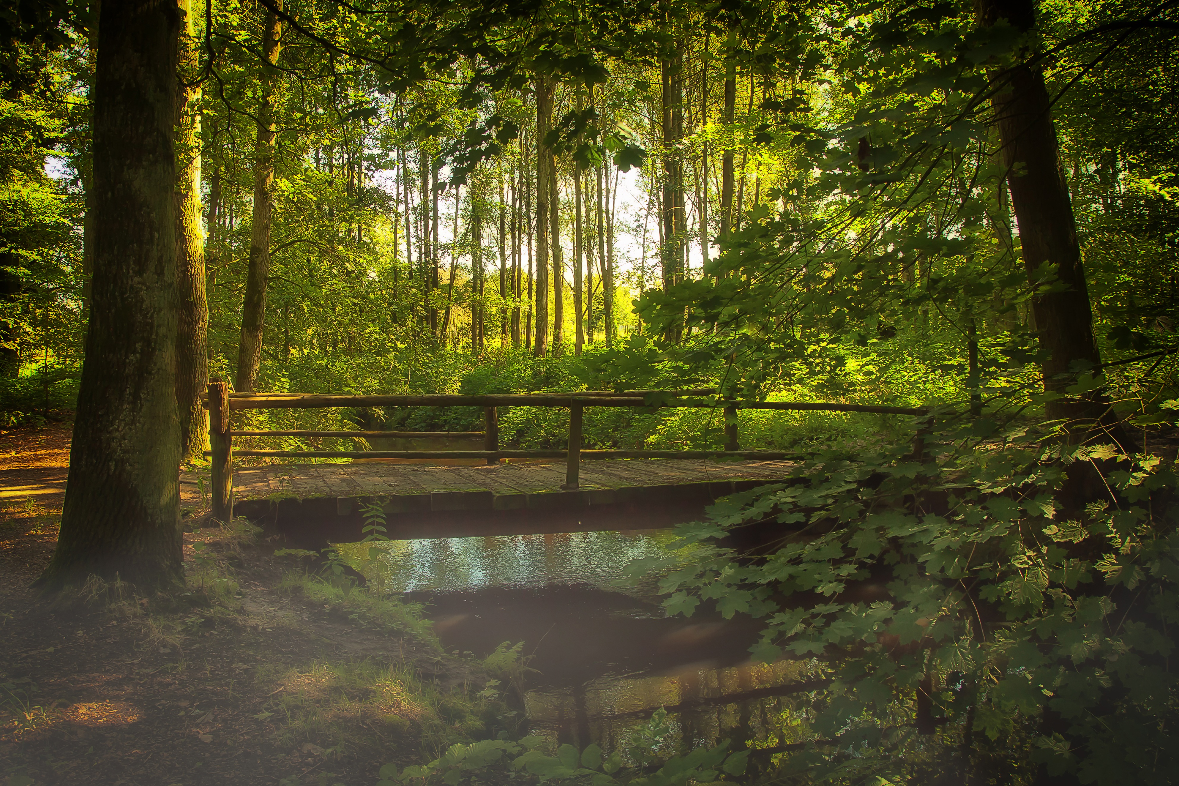 Wallpapers landscape tree water on the desktop