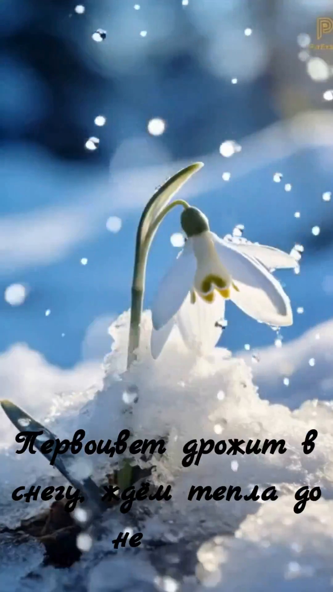 Бесплатное видео Первоцвет дрожит в снегу, ждём тепла до немогу