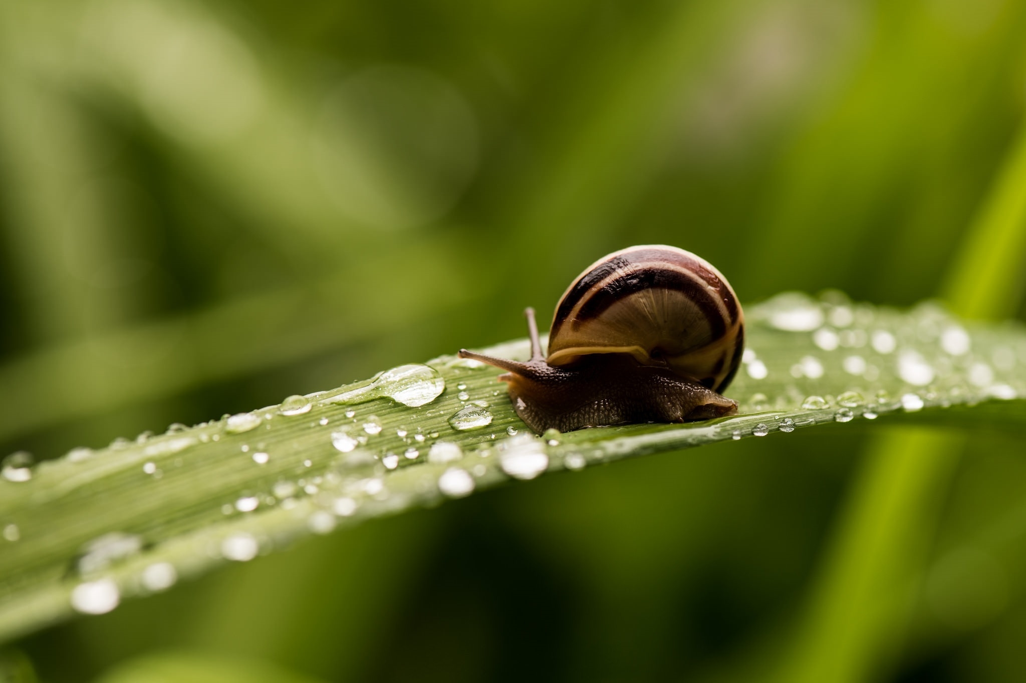 蜗牛爬在有雨滴的绿叶上