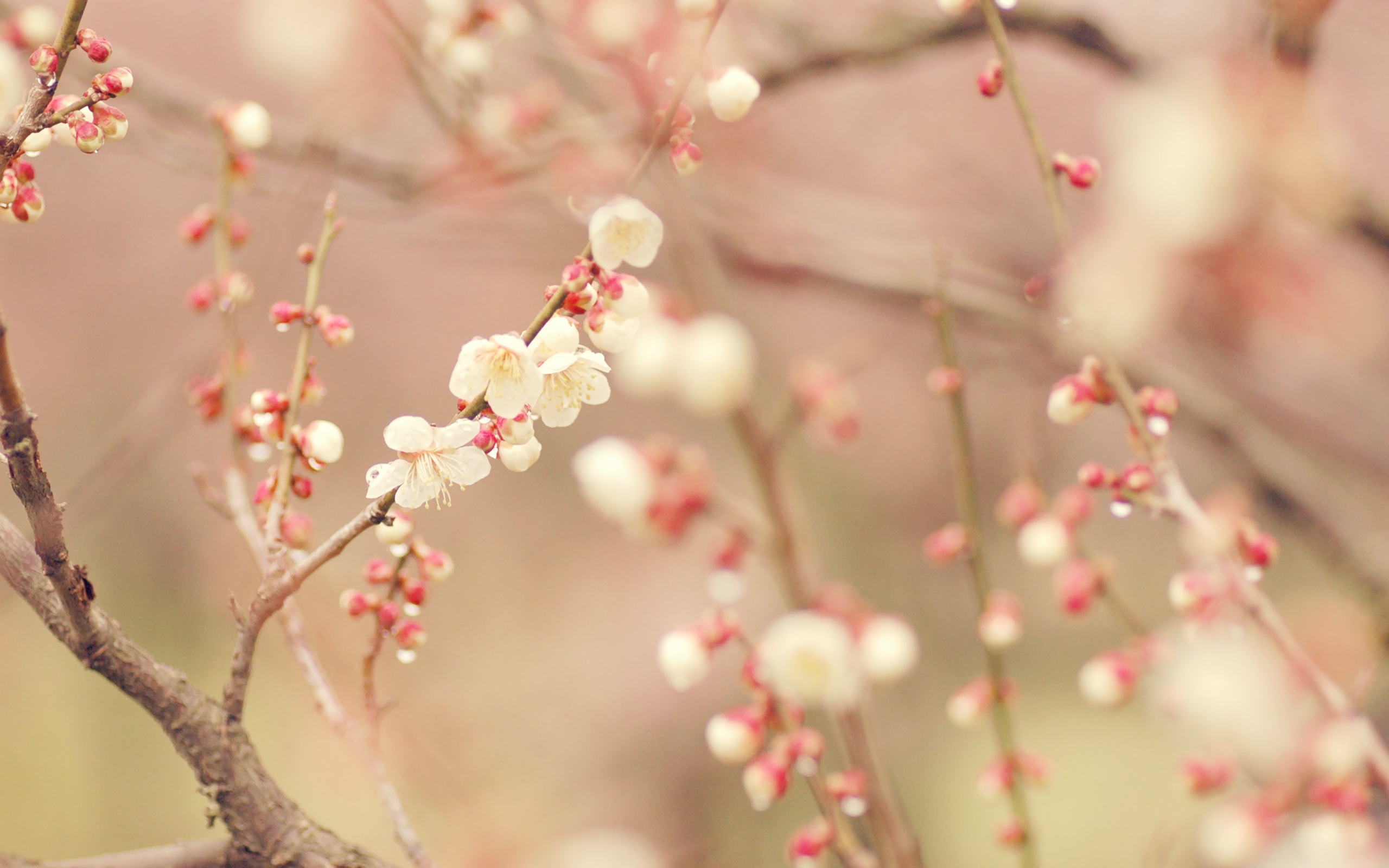 桌面上的壁纸春季 木材 花