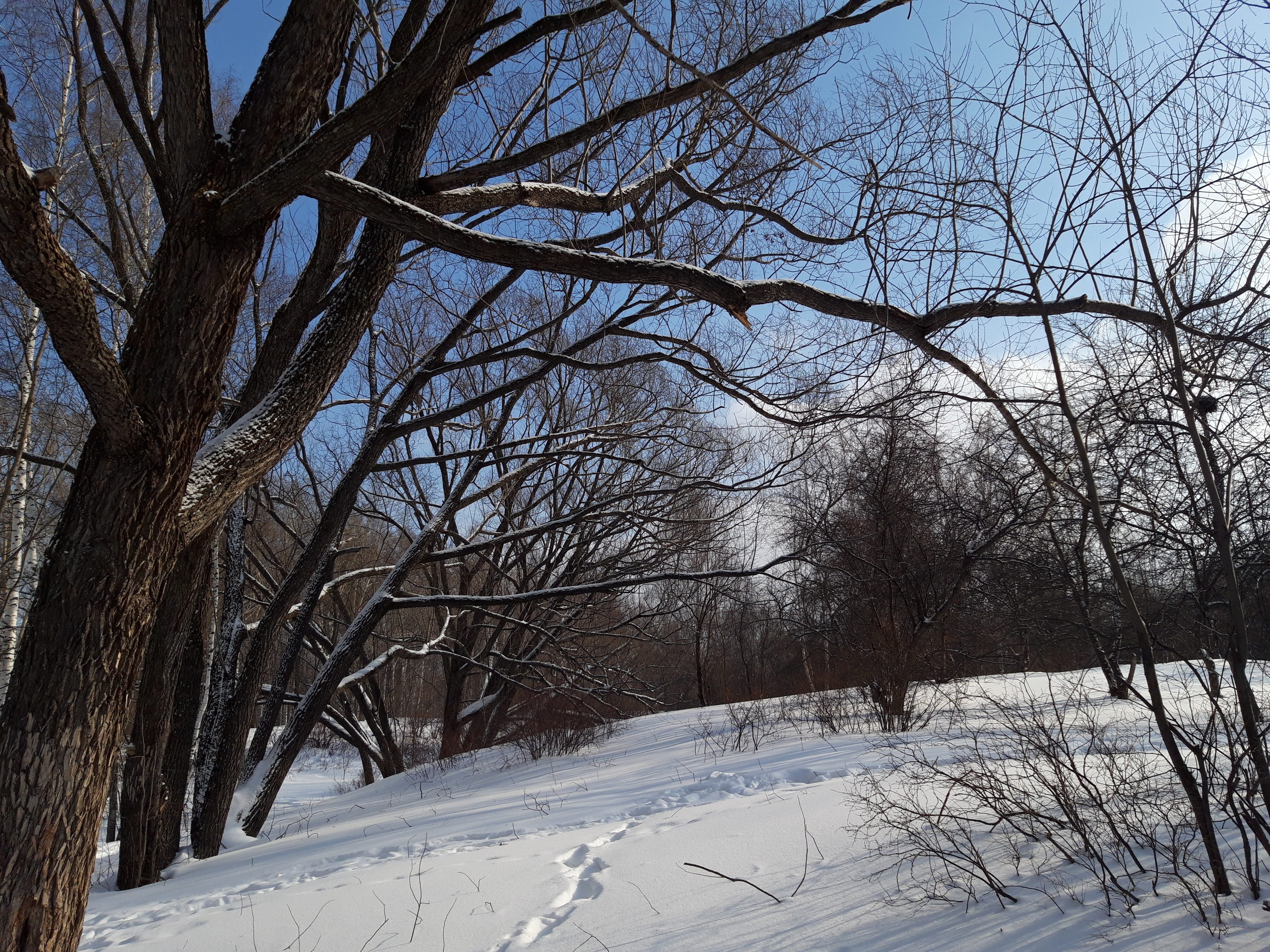 КРАСА РОЩ И ЛЕСОВ