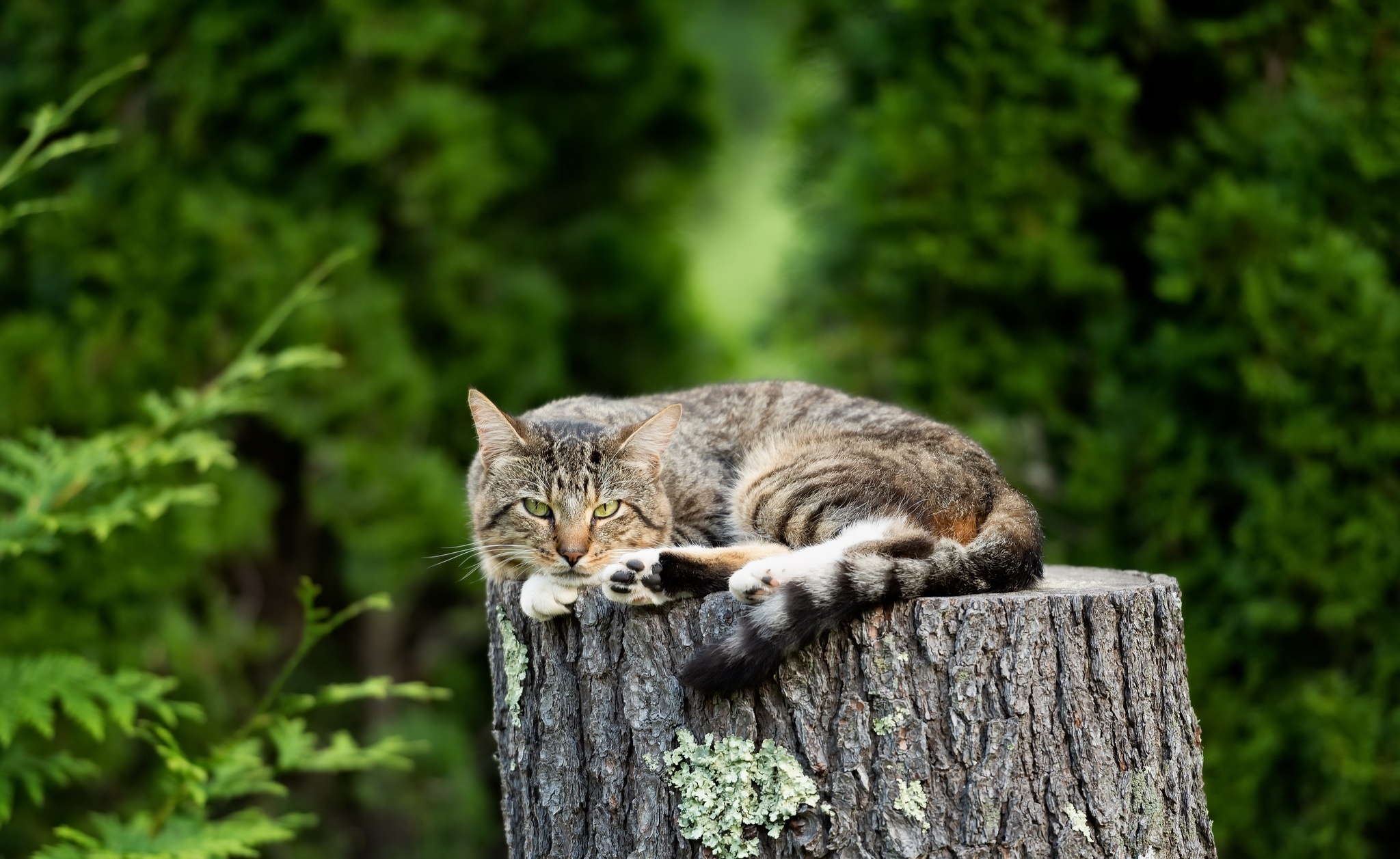 A domestic cat lies on a wooden stump