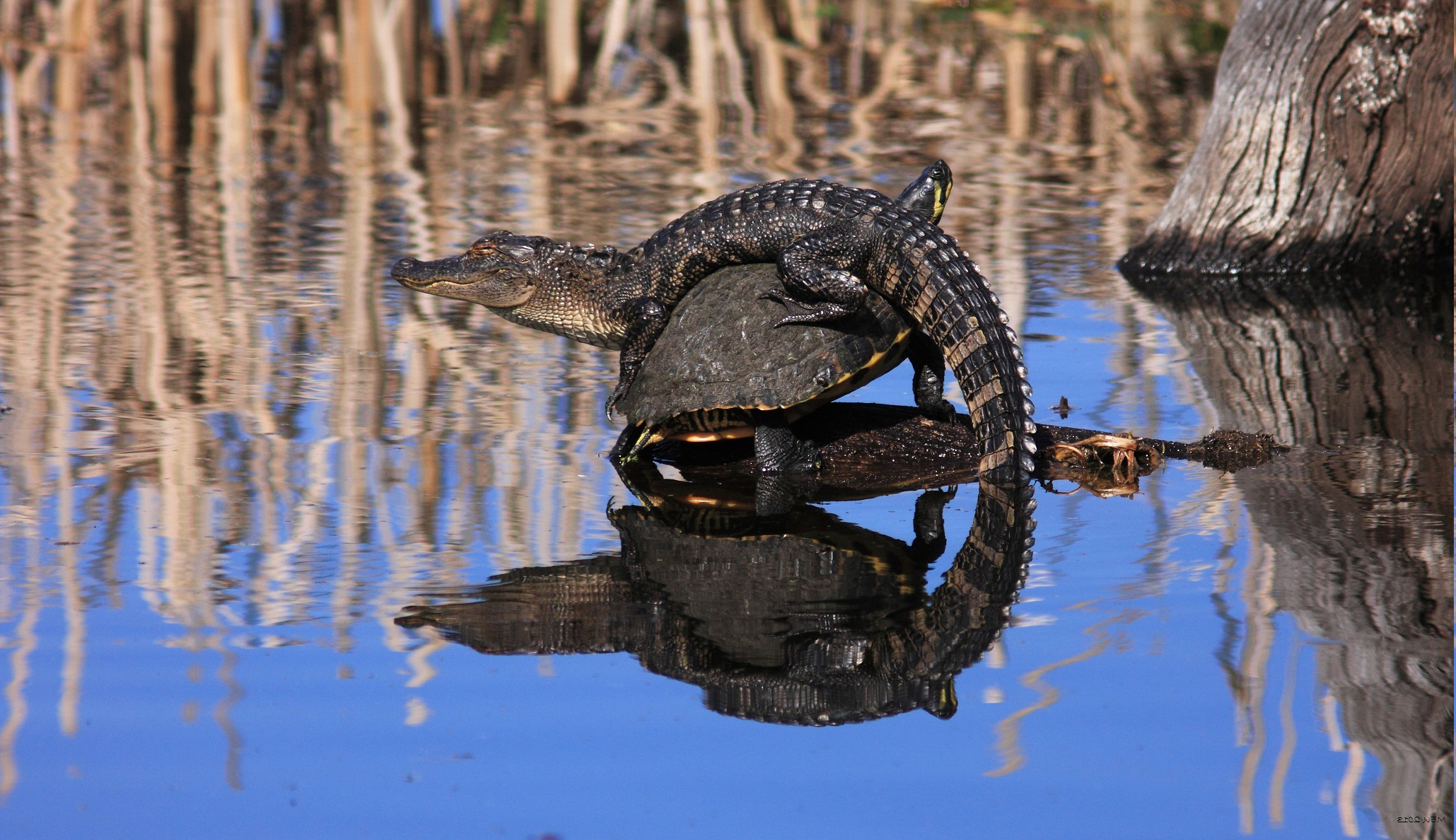 Крошечный наездник