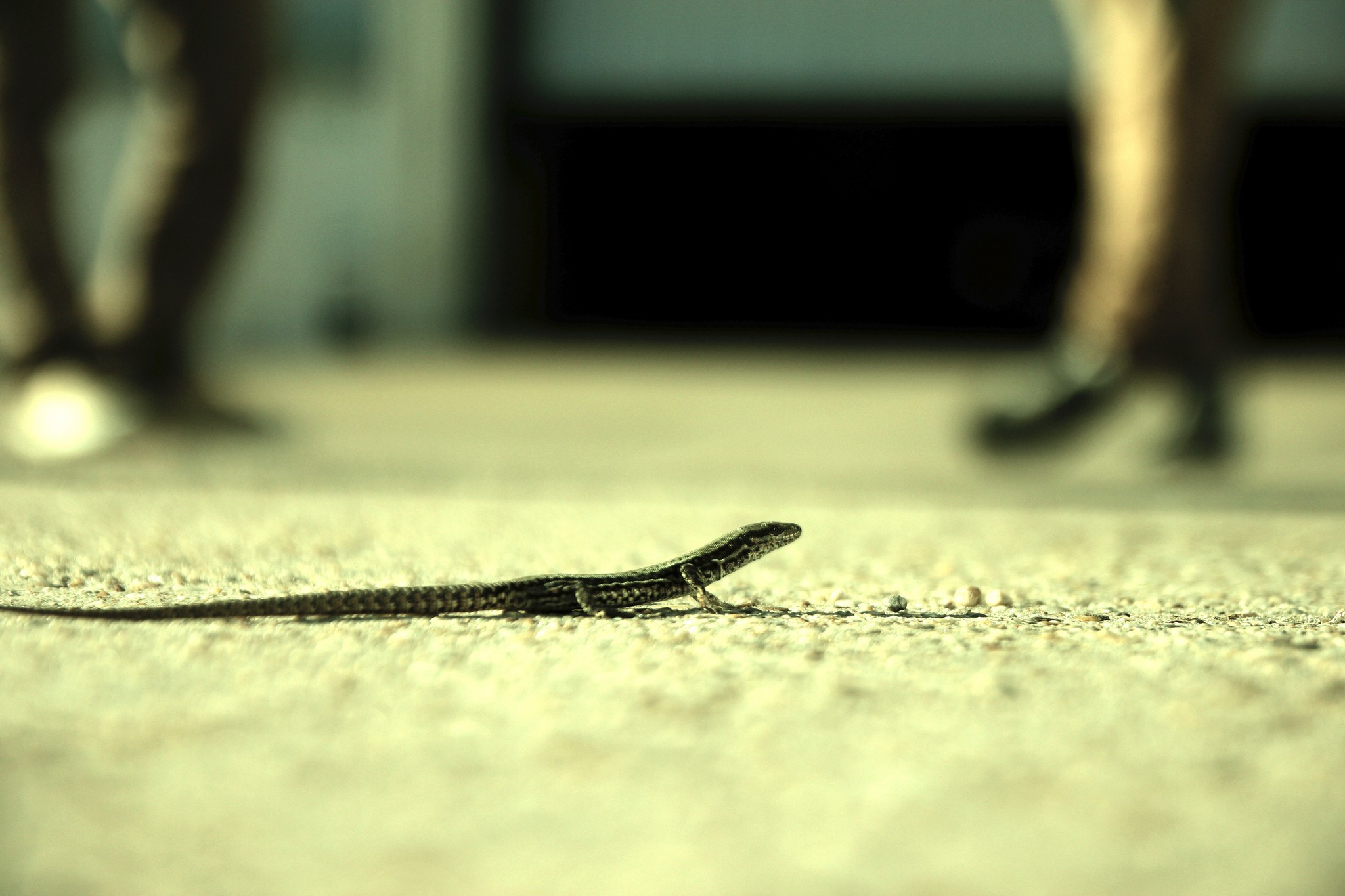 Бесплатное фото Маленькая ящерица бродит по бетонному полу