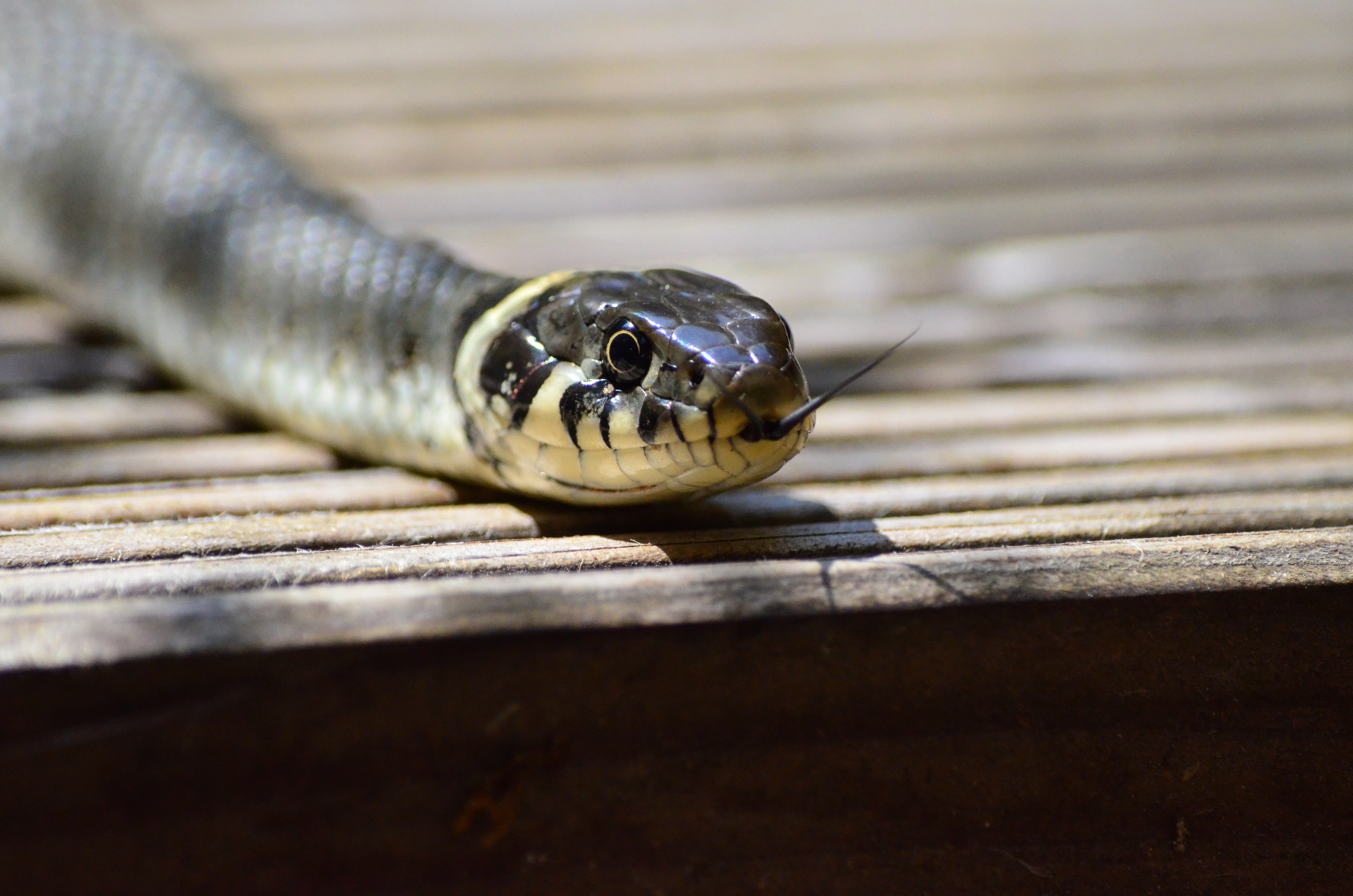 Wallpapers reptile yellow fauna on the desktop