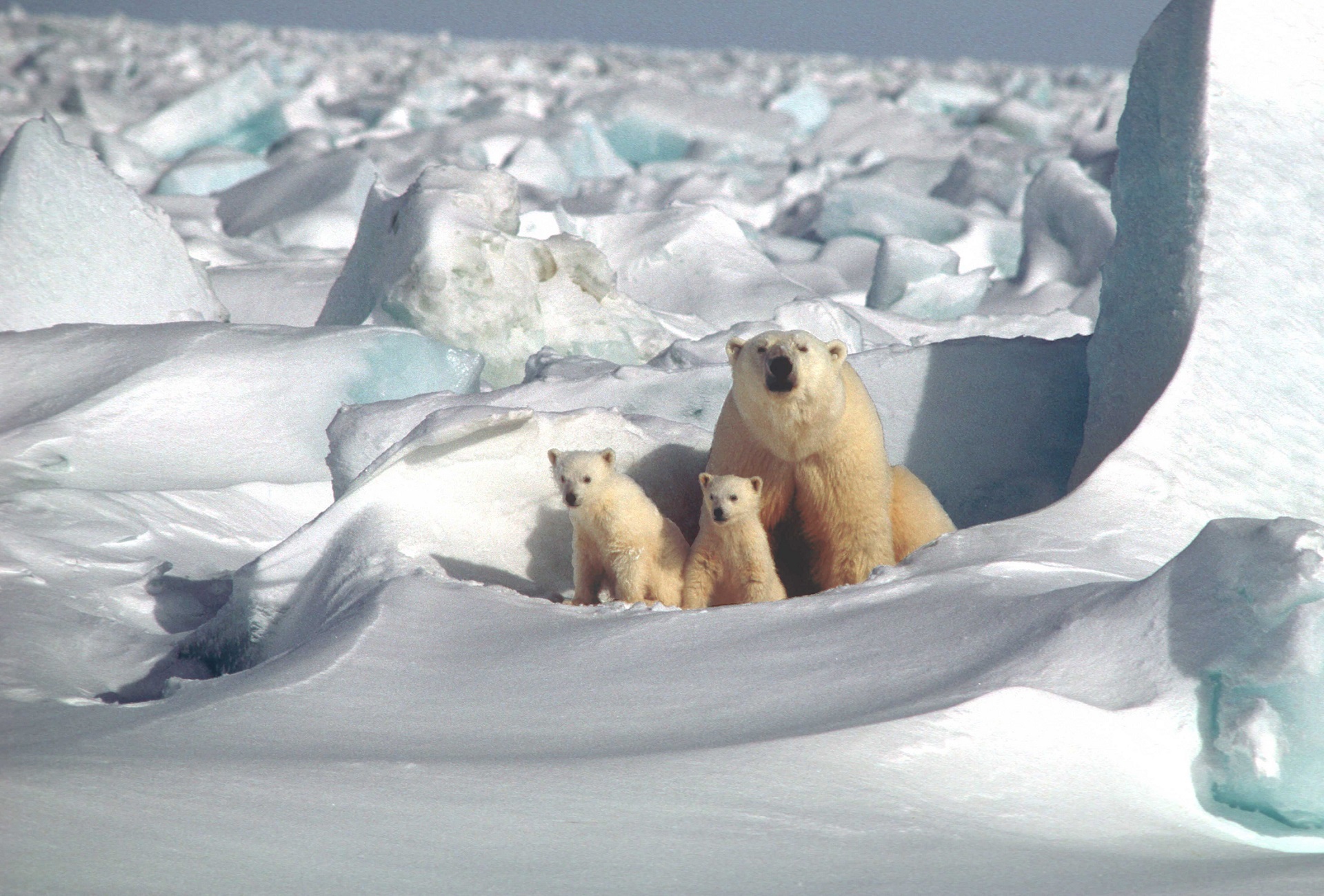 Free photo Mama polar bear with two cubs