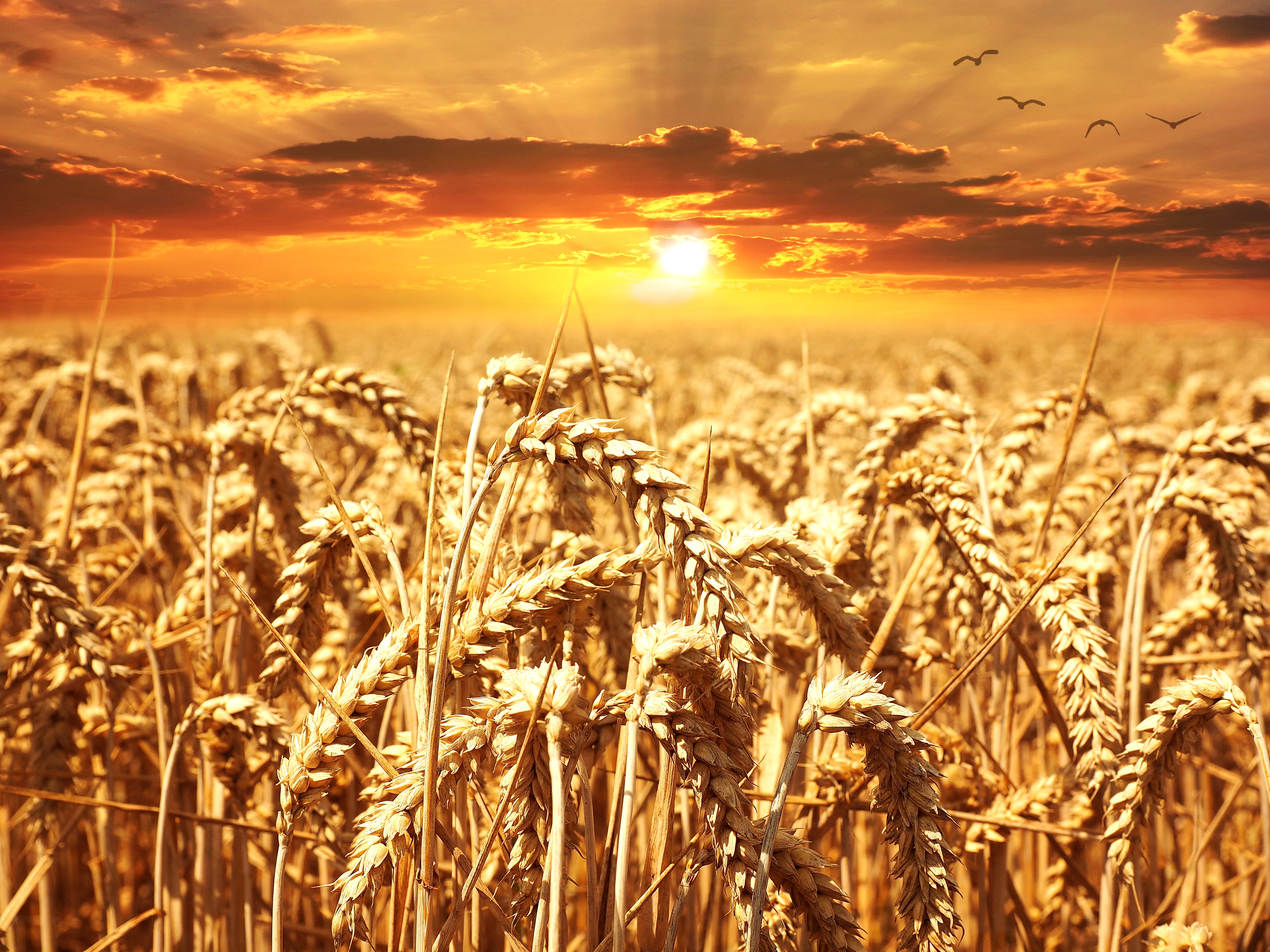 夕阳下播种着小麦的田野。