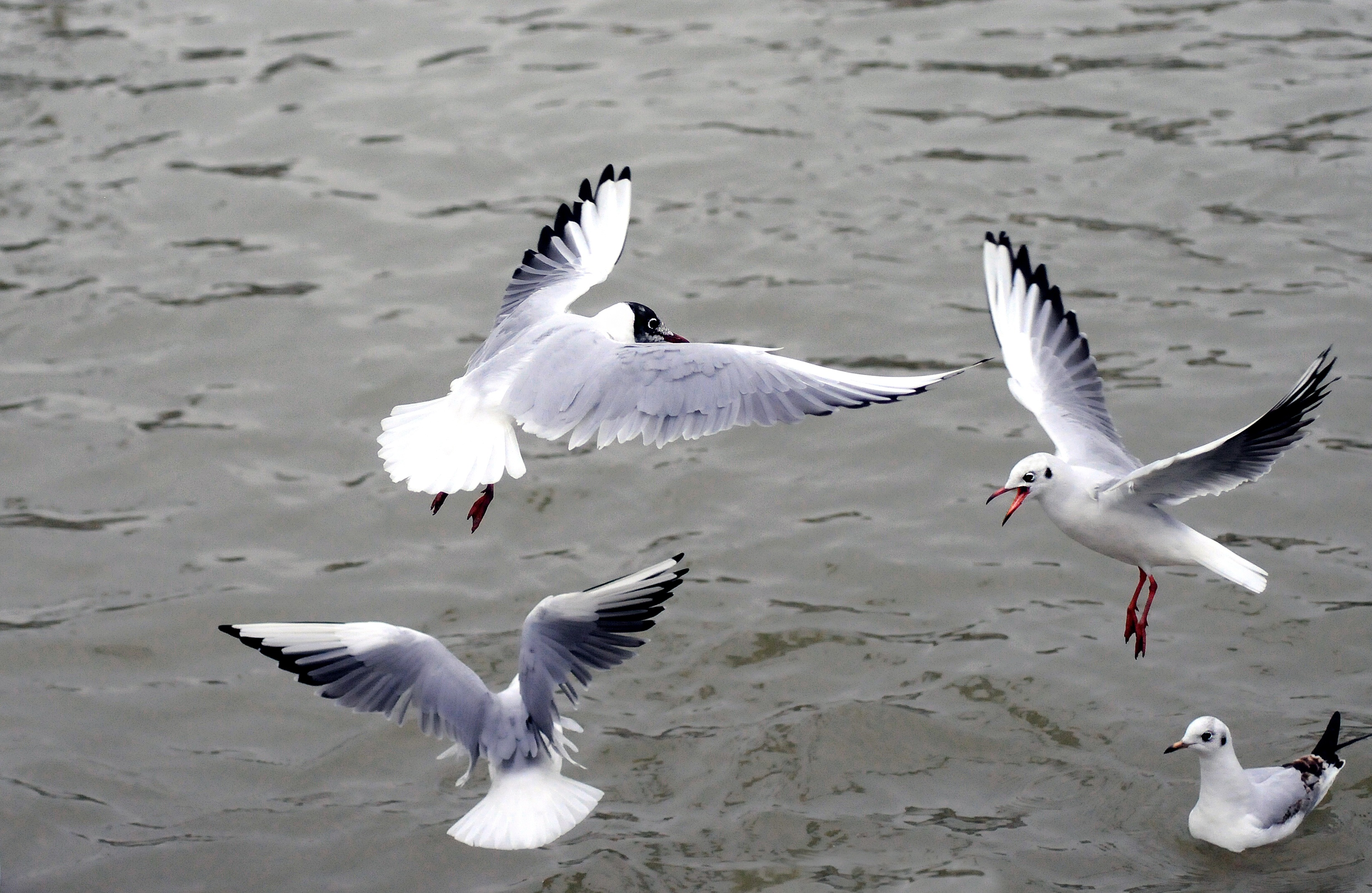 Free photo Seagulls flying over the surface of the water