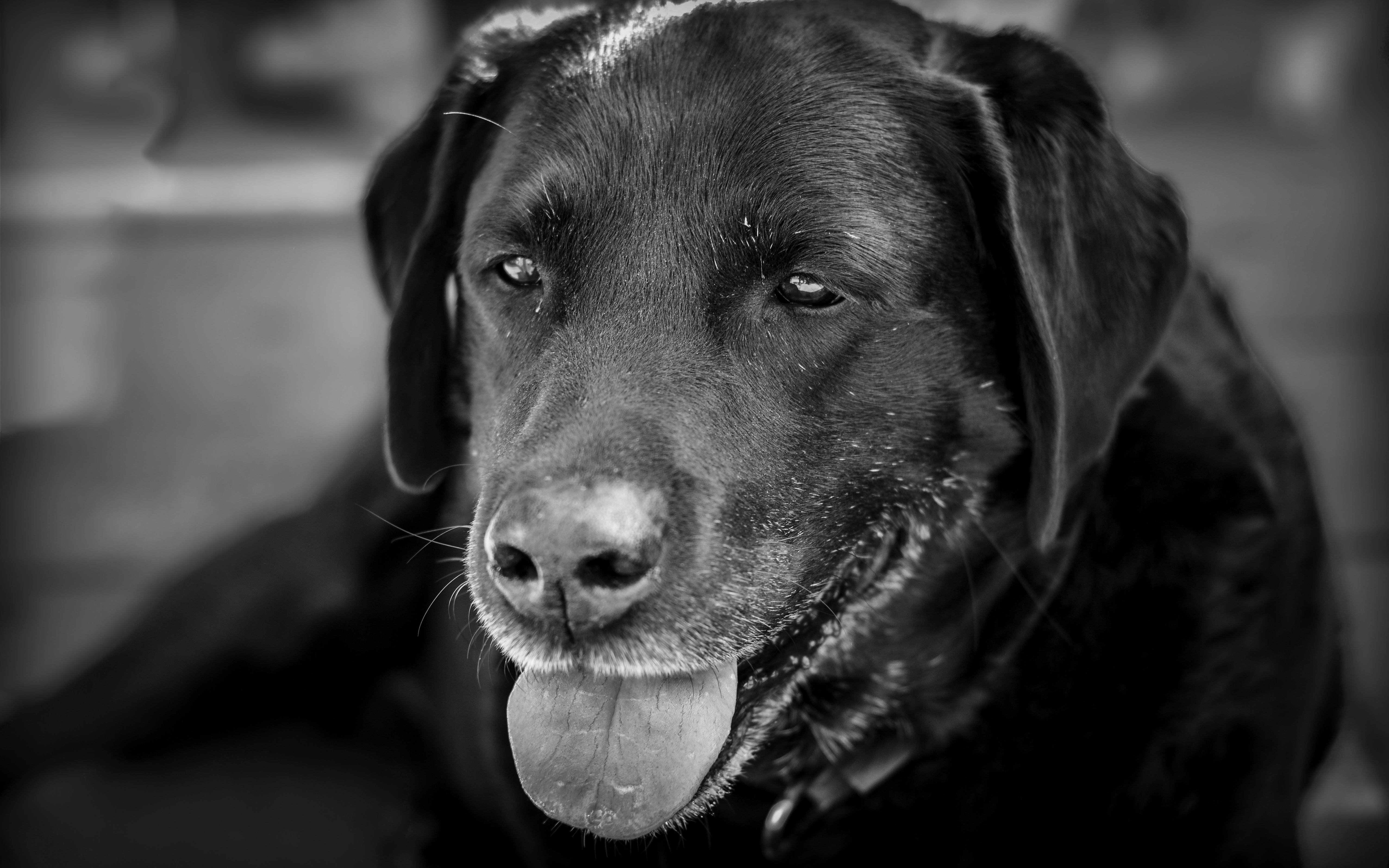 Labrador retriever in monochrome photo