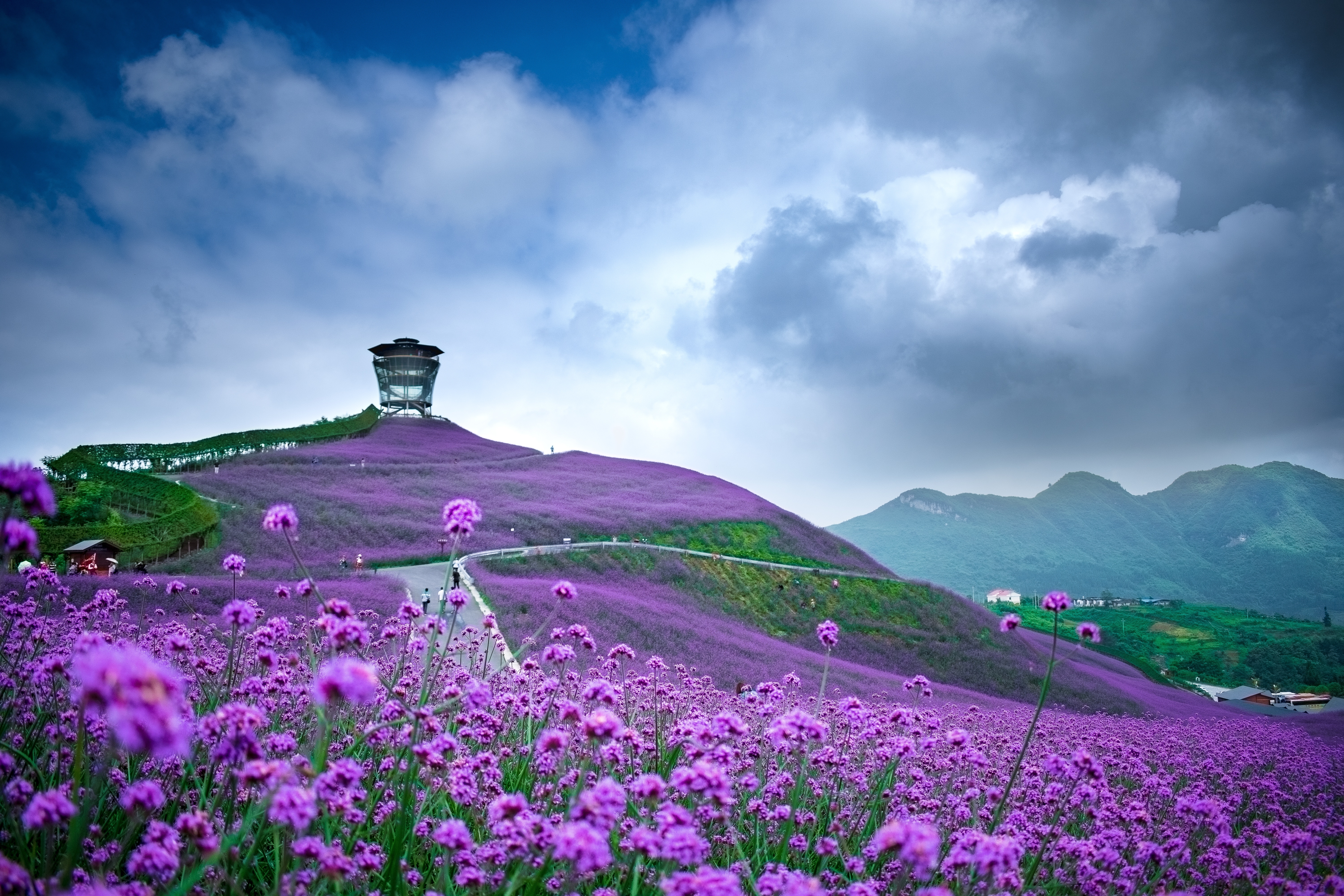 Free photo Purple flowers in a large field