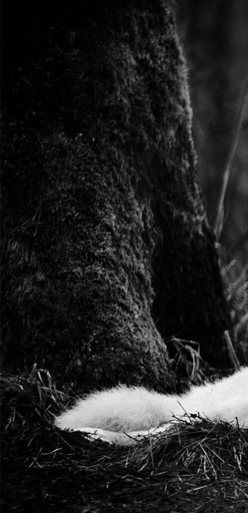 Бесплатное фото Полярный отдыхающий волк