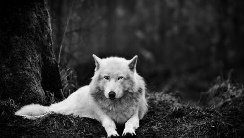 Бесплатное фото Полярный отдыхающий волк