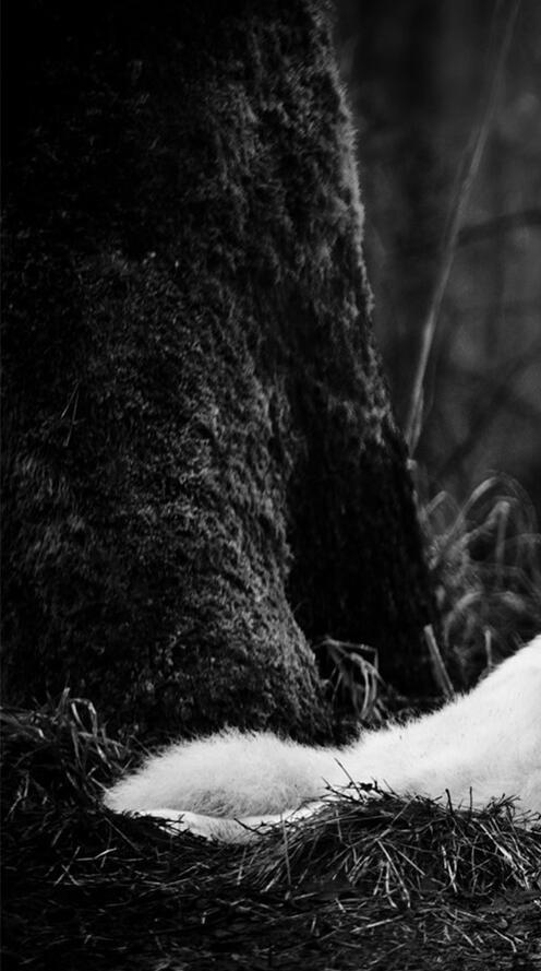 Бесплатное фото Полярный отдыхающий волк