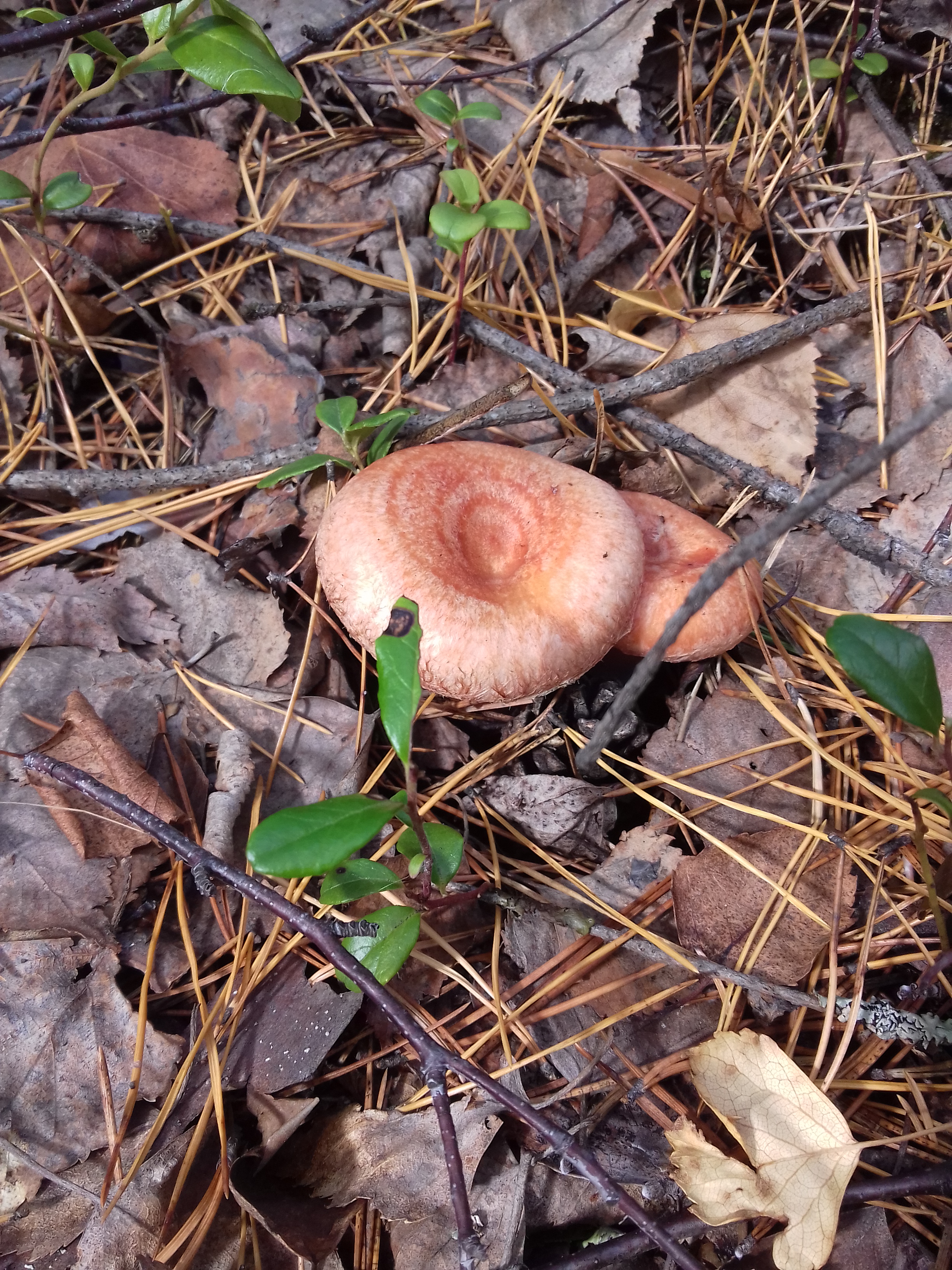 Free photo Growing wild boletus mushrooms