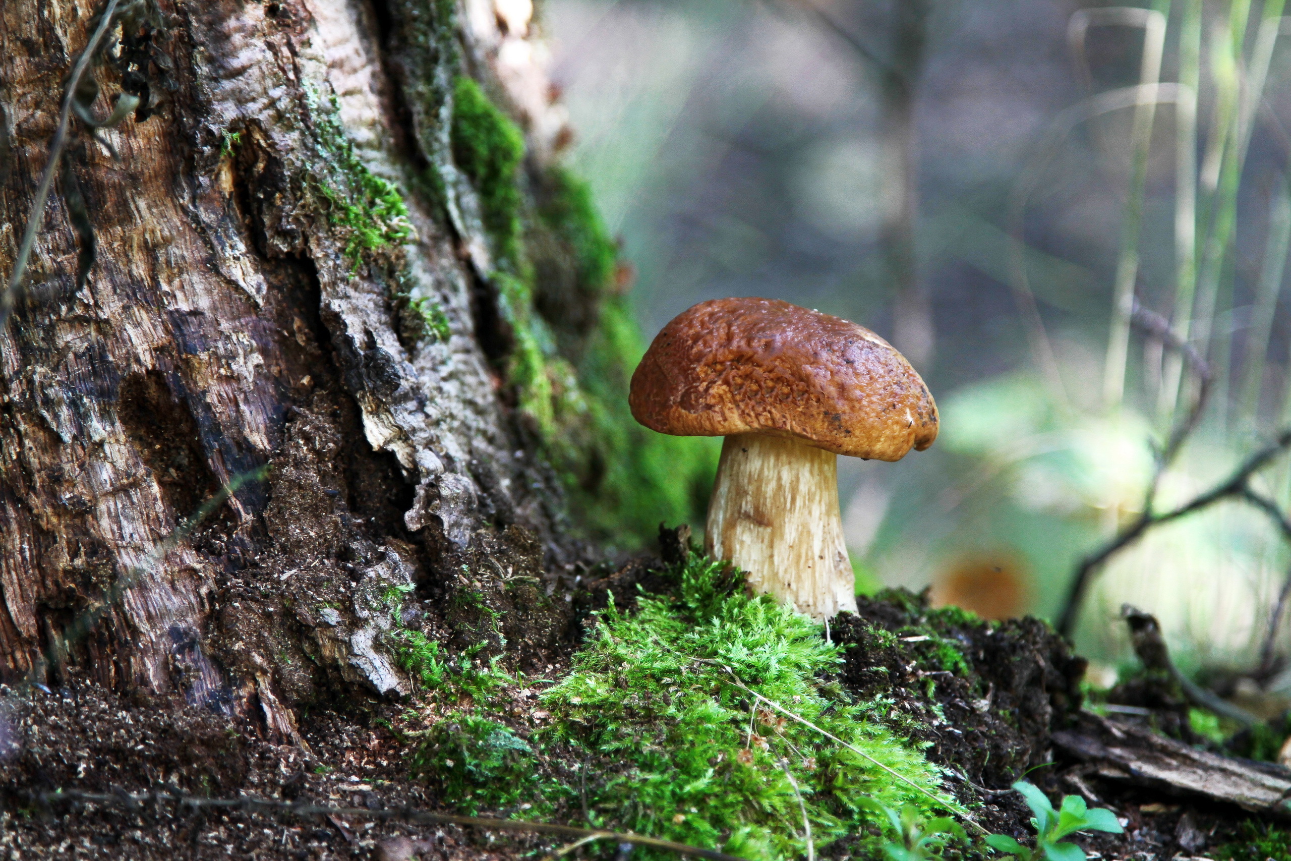 Free photo A mushroom grew near a tree