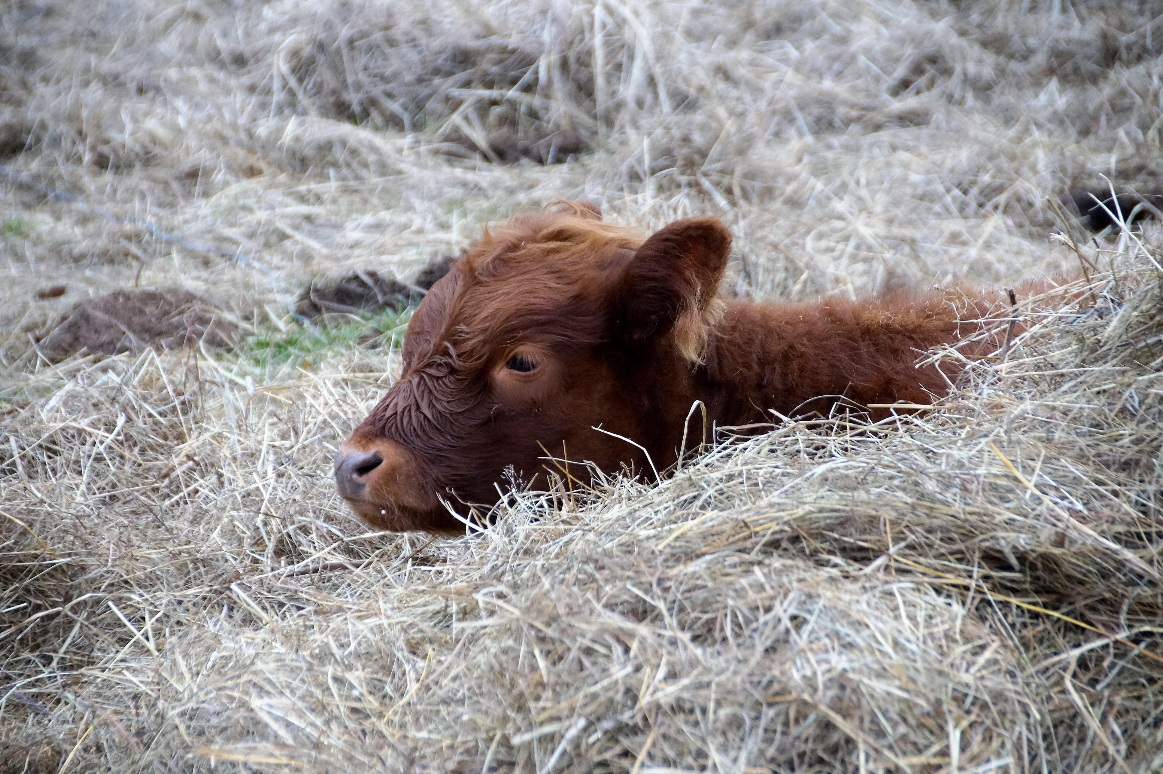 一头纯种小牛躺在稻草堆里。