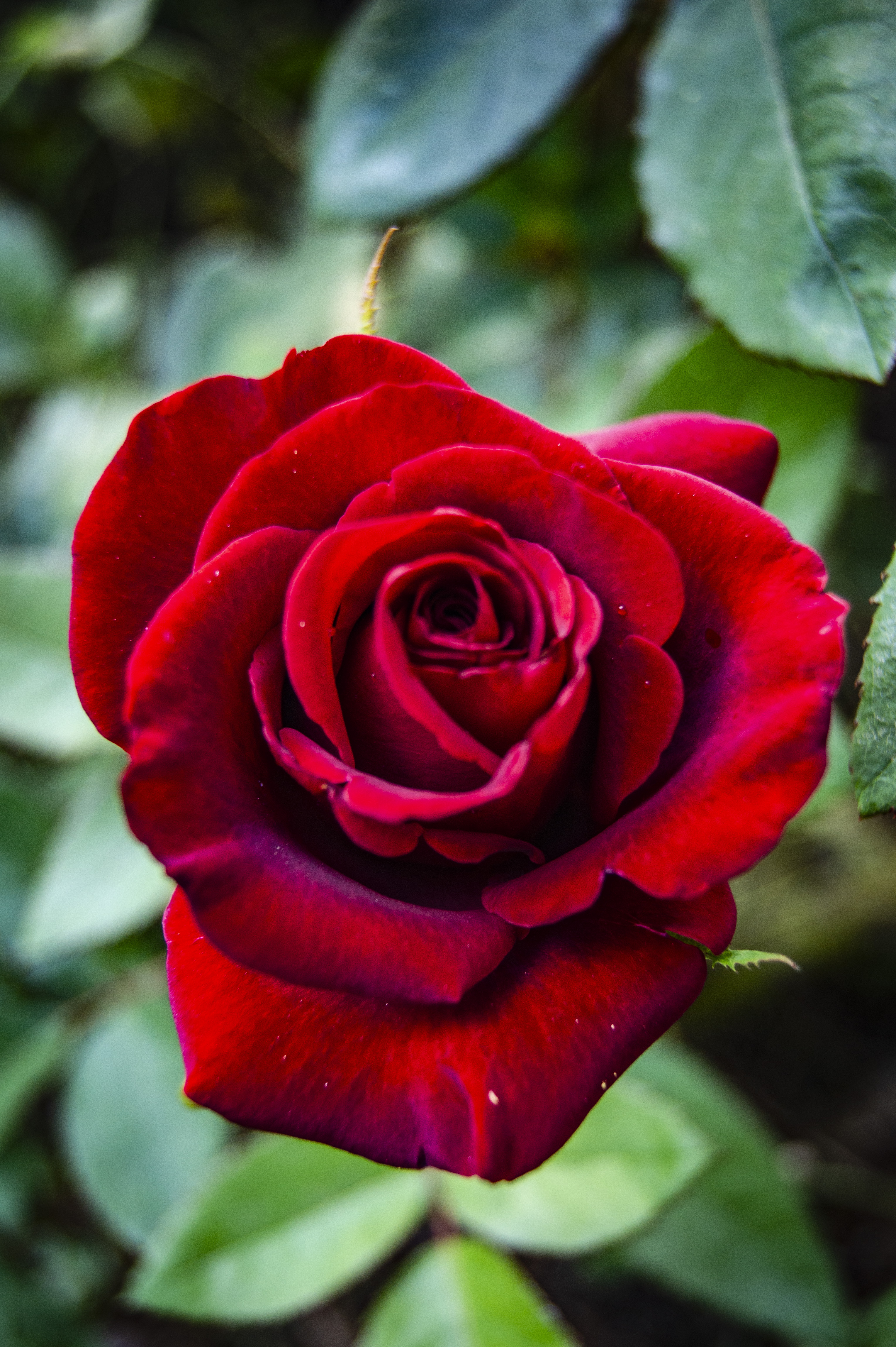 Free photo Red, garden rose.On a long stem.