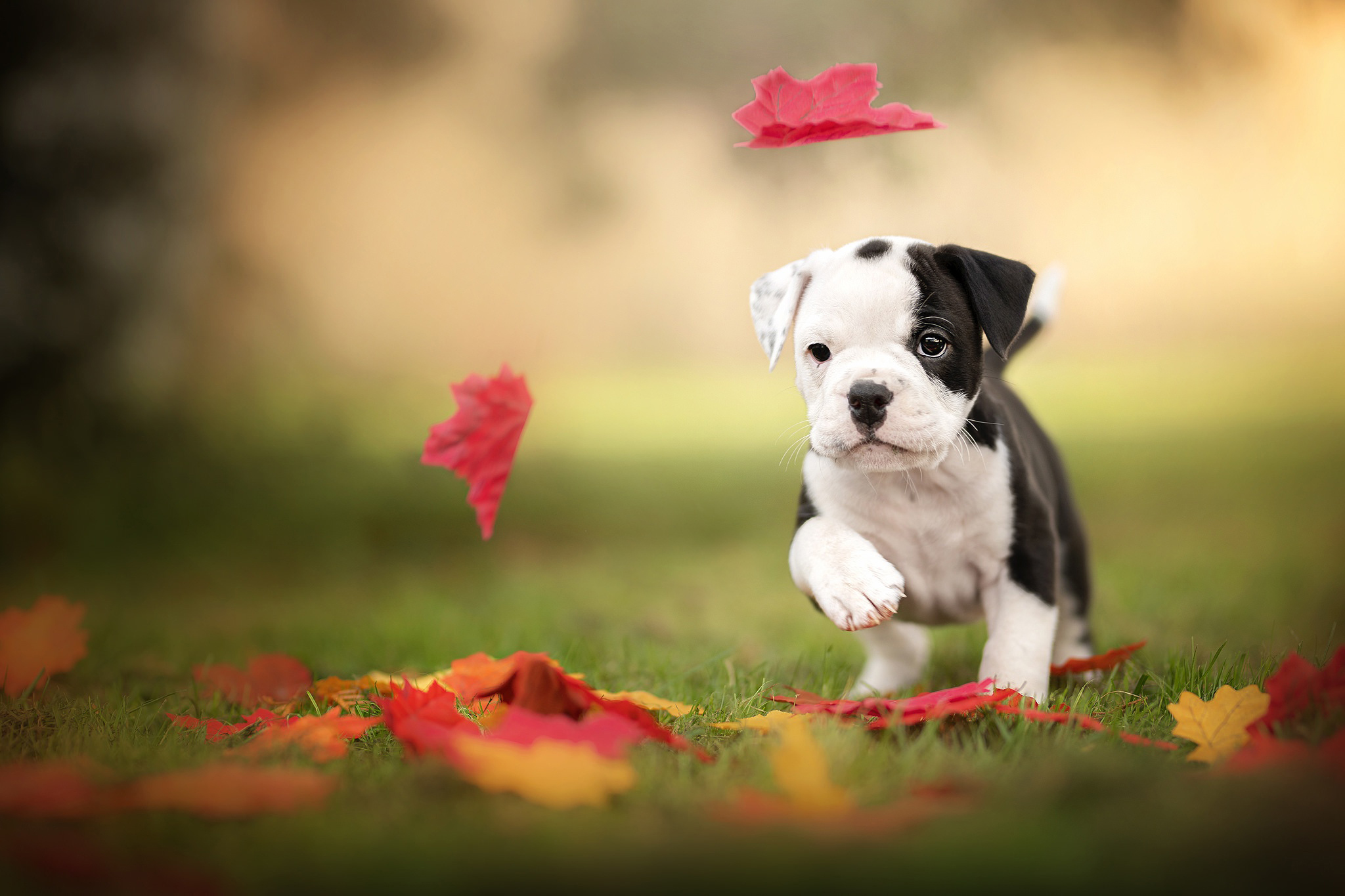 免费照片斗牛犬和传单