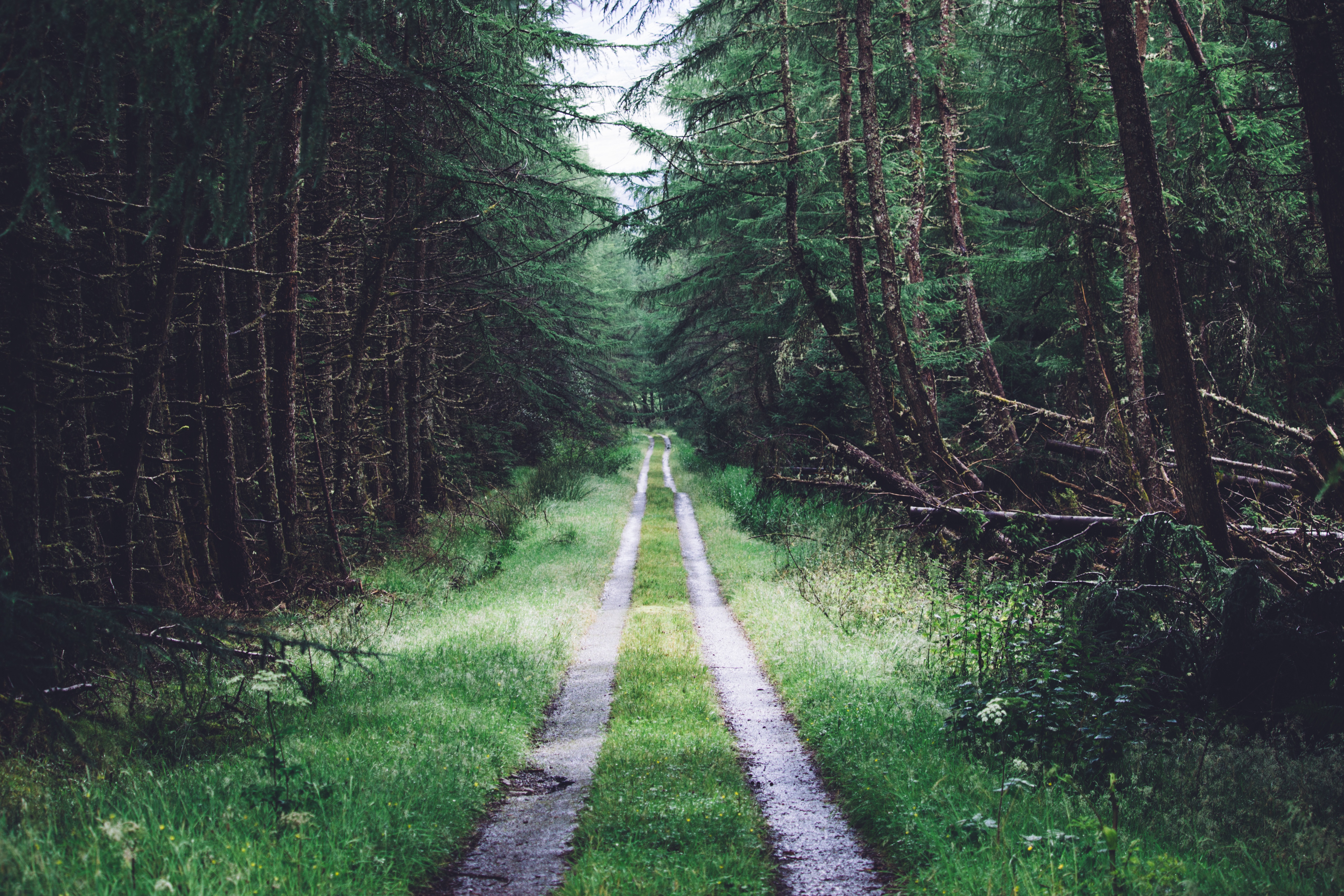 Wallpapers tree old growth forest temperate coniferous forest on the desktop