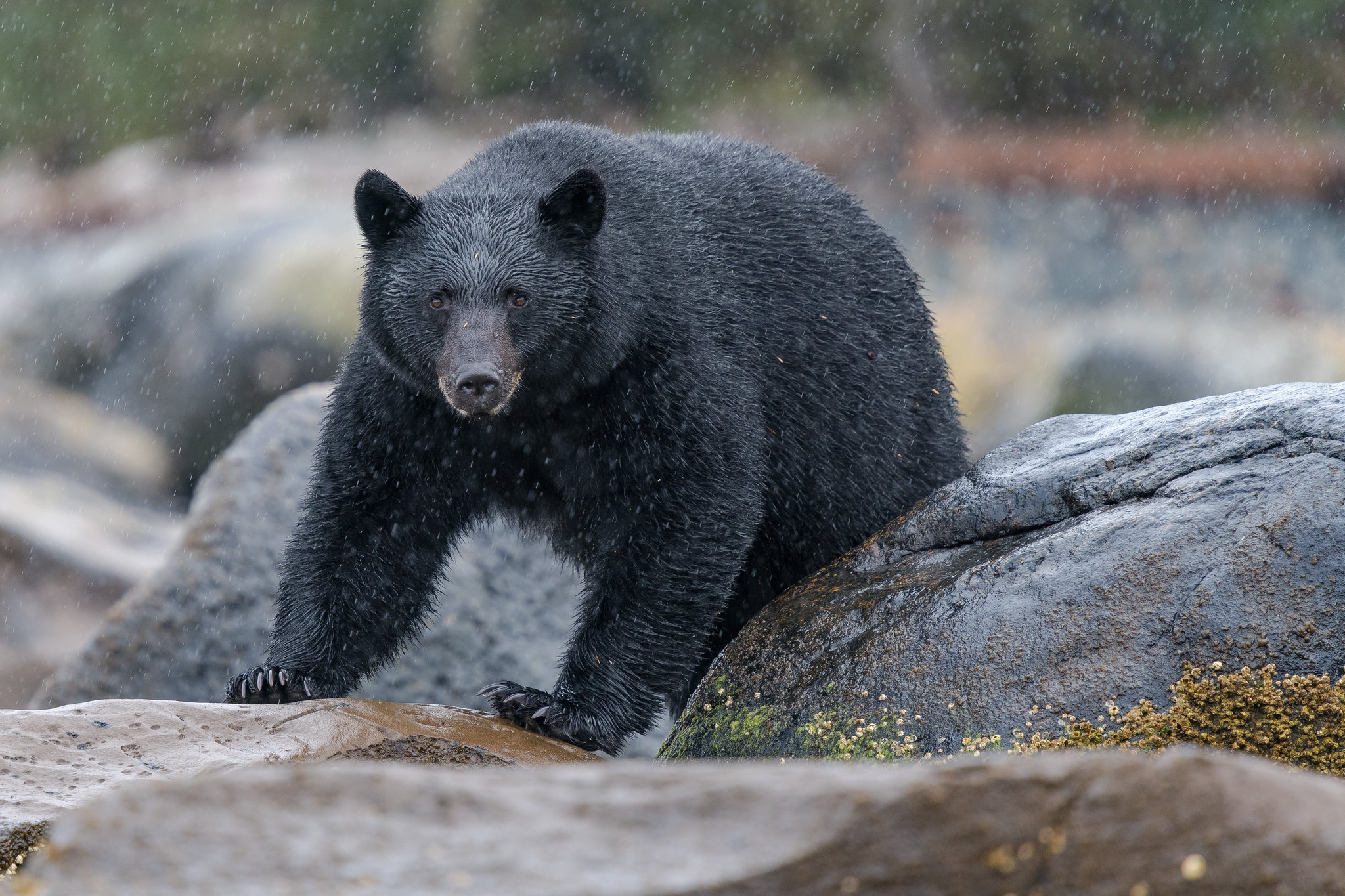 Free photo Bear in the rain