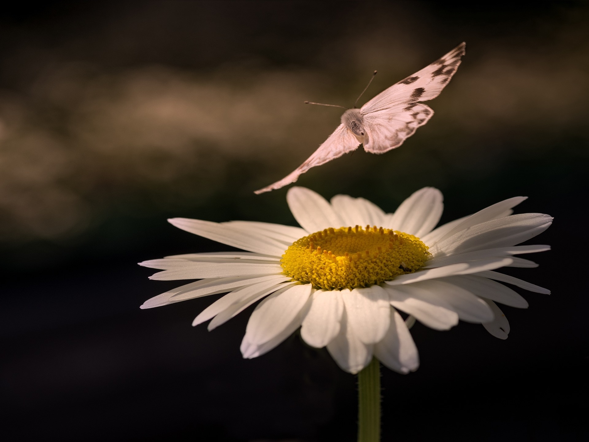 免费照片蝴蝶落在菊花上