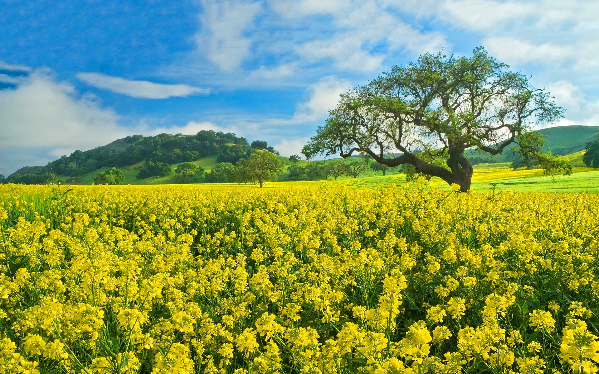 Wallpapers flowers yellow field tree on the desktop