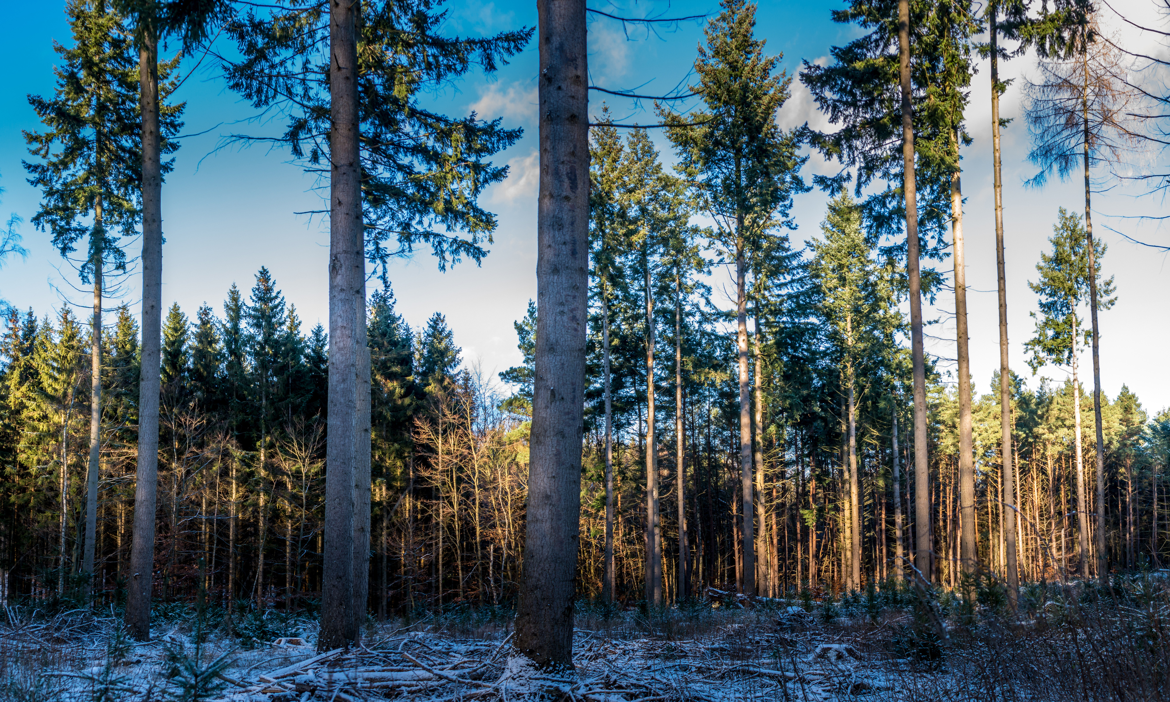 Wallpapers nature denmark spruce on the desktop