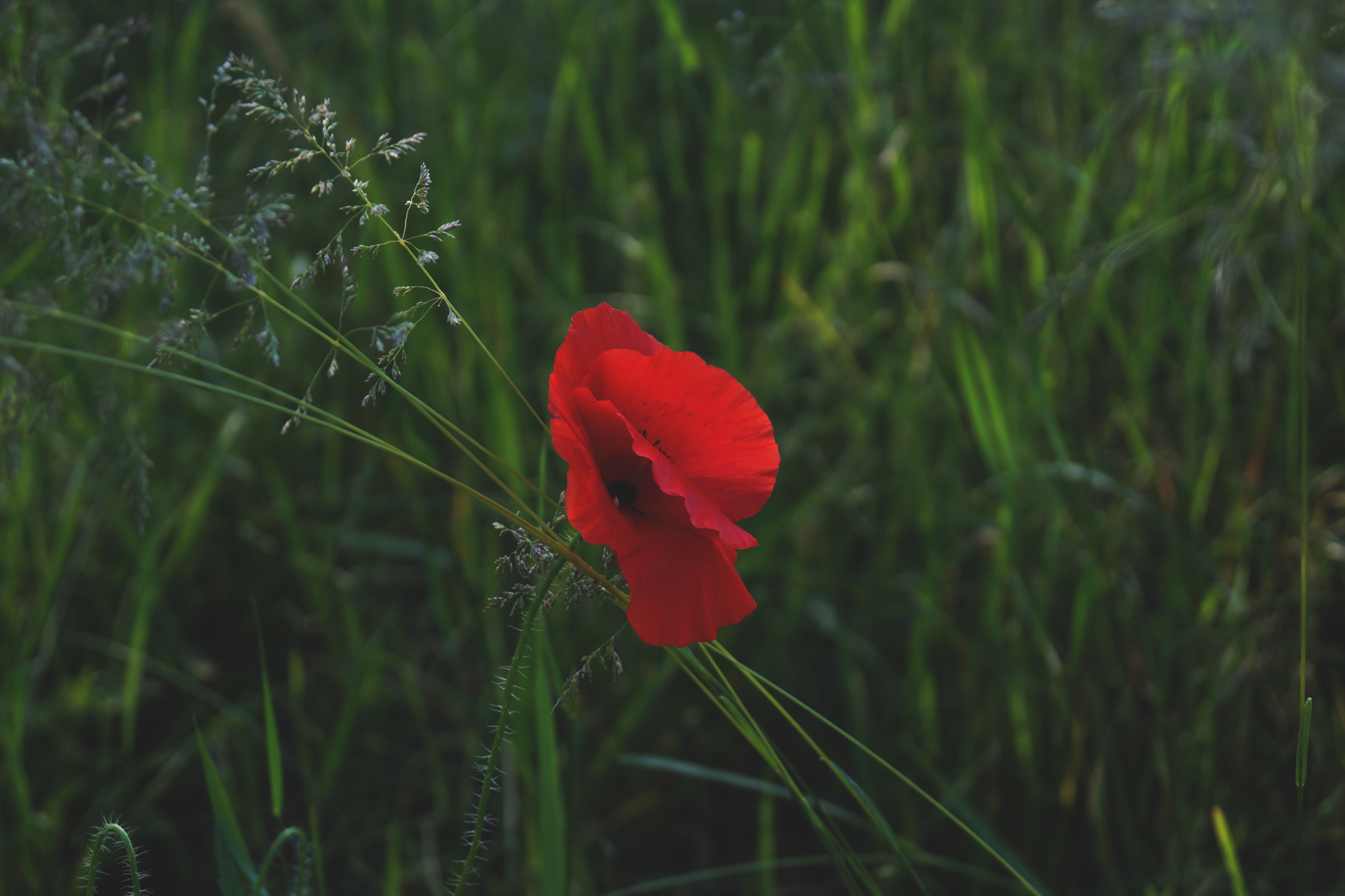 Free photo Red poppy flower