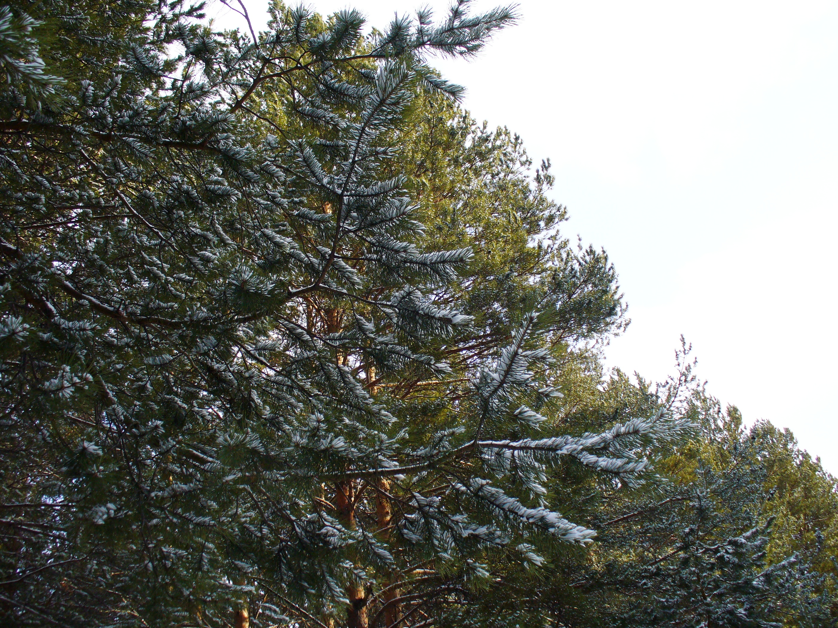 Бесплатное фото Зимнее небо сквозь сосновые ветки