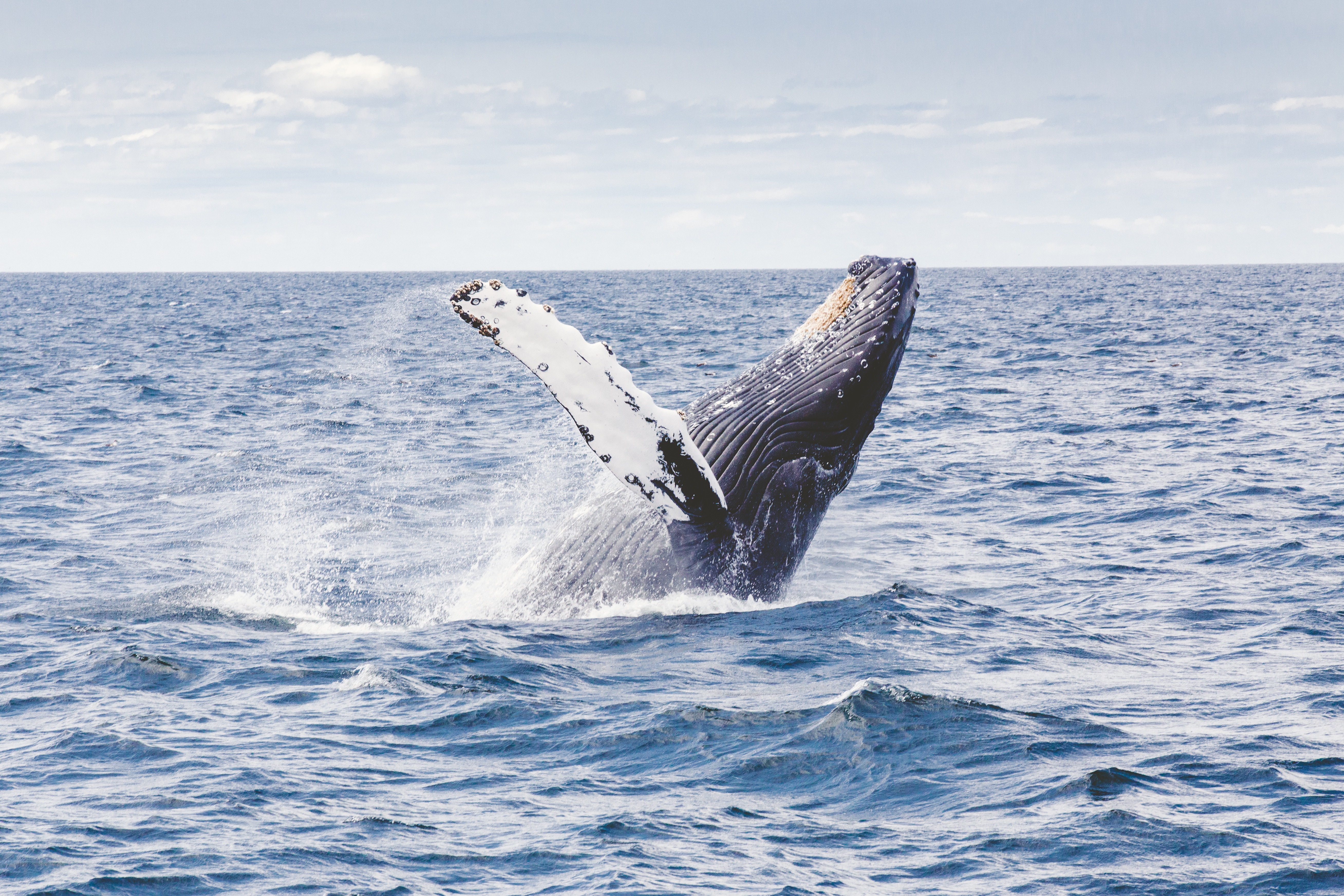 Wallpapers humpback whale whale ocean on the desktop