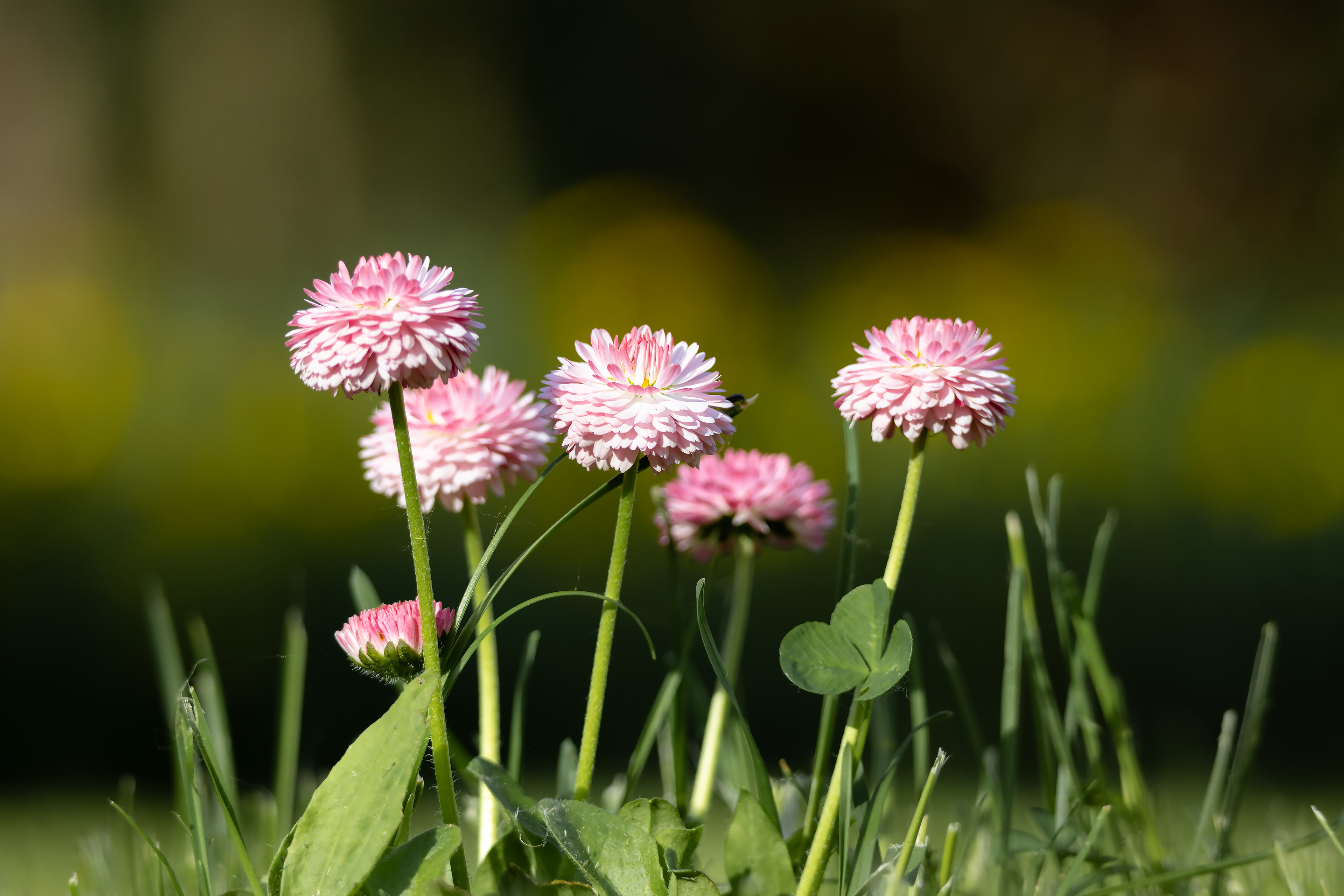 Blooming pink daisies