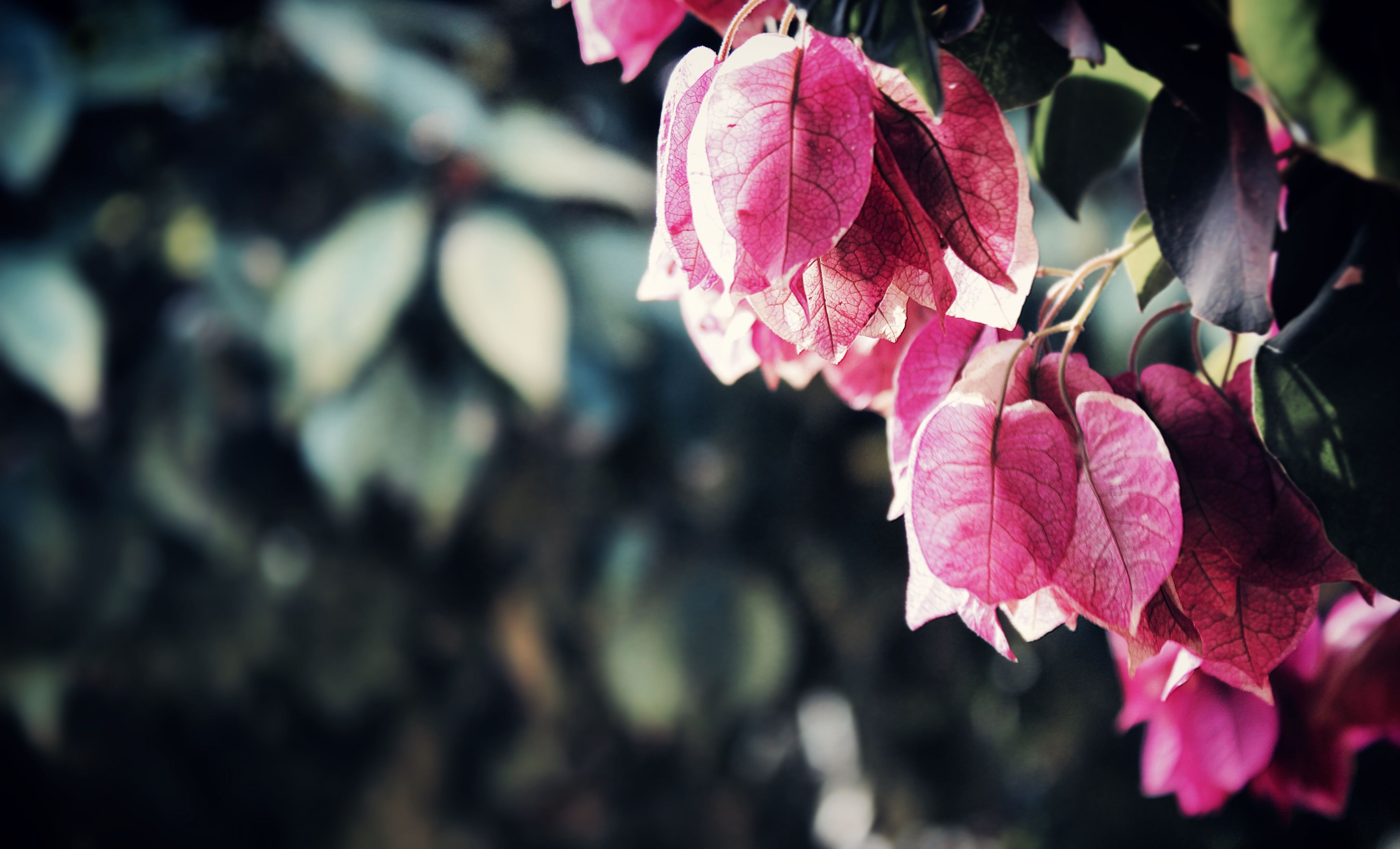 Wallpapers sun light leaves nature on the desktop