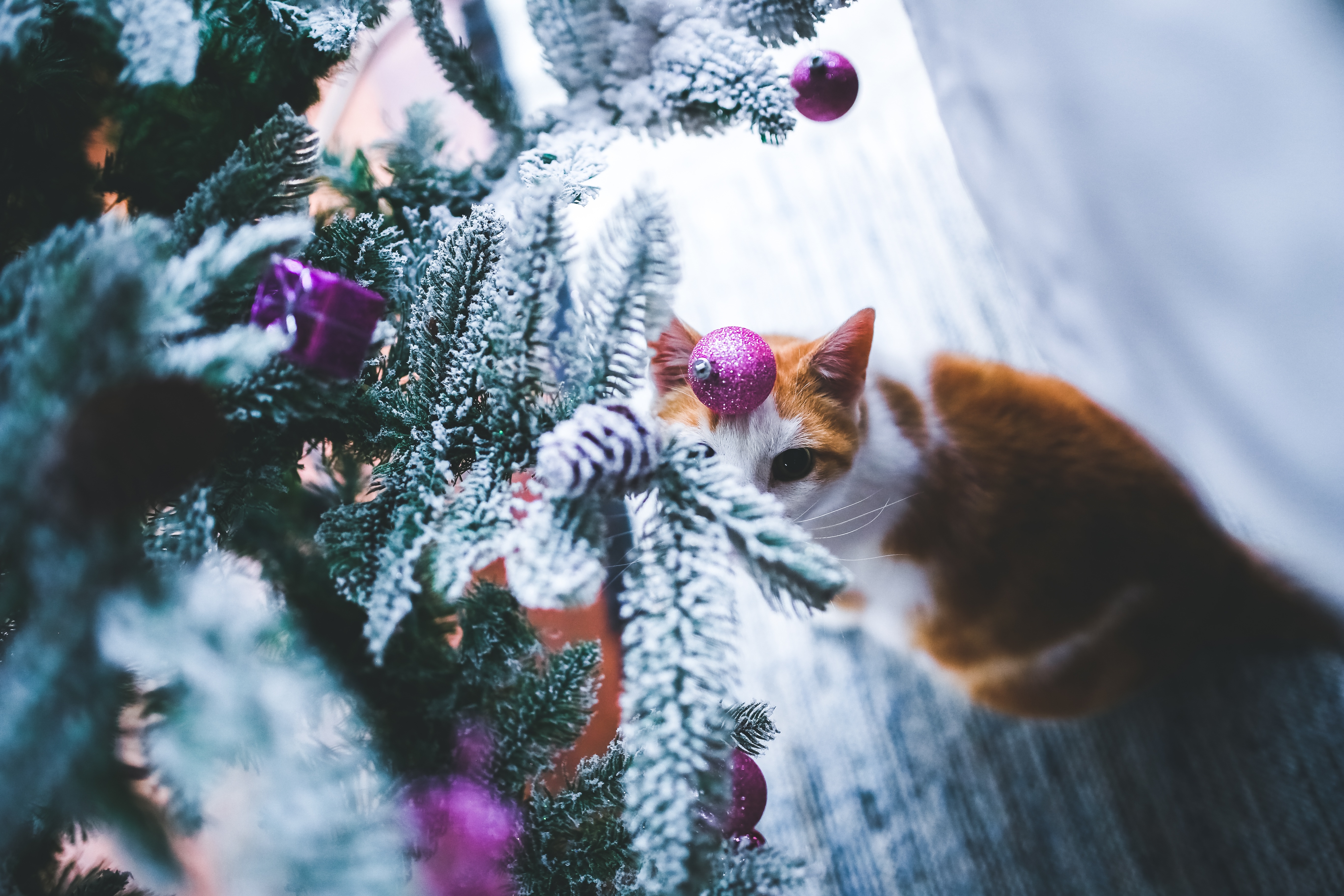 Free photo Red cat playing with Christmas toys at the tree