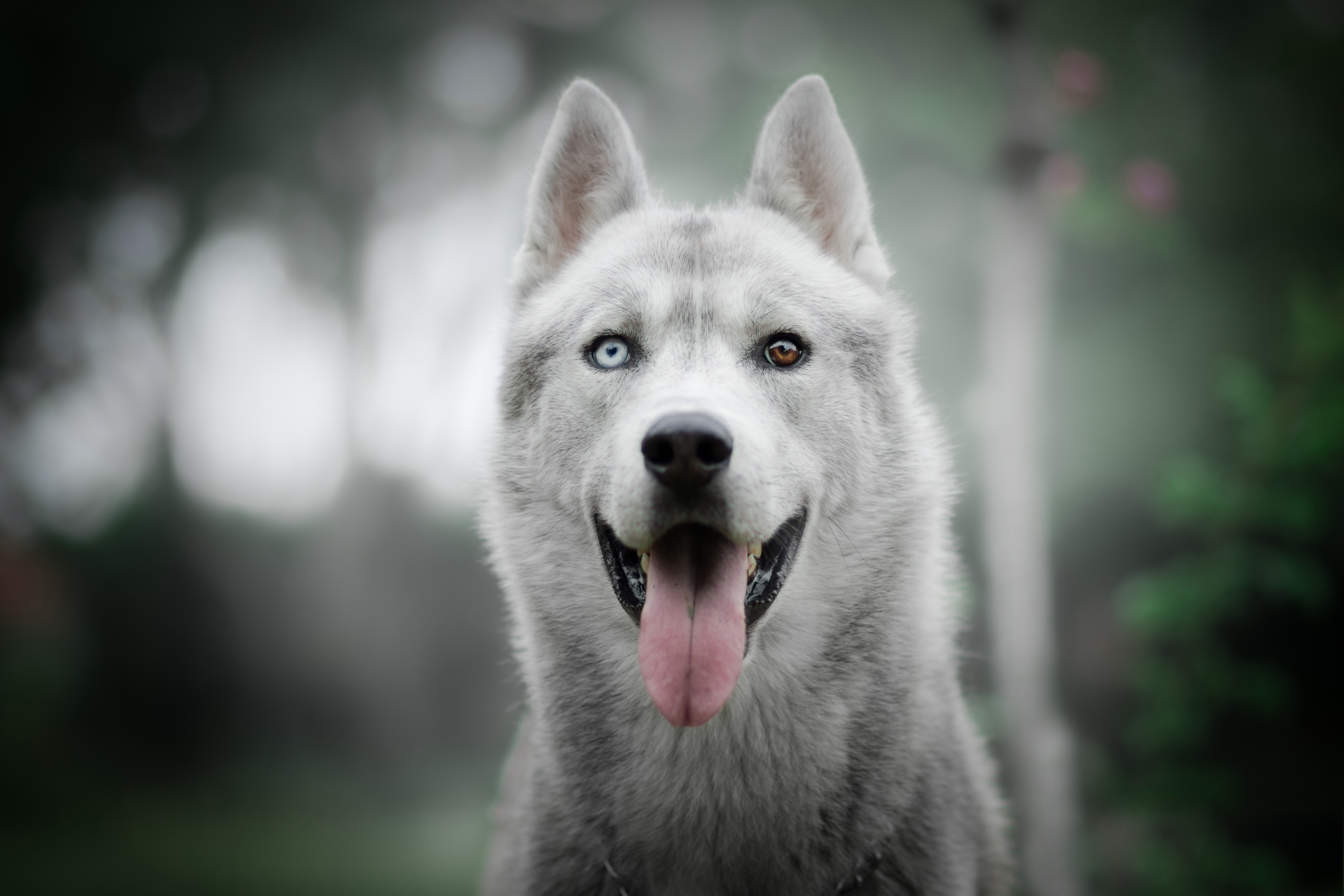 Wallpapers white husky majestic ears on the desktop